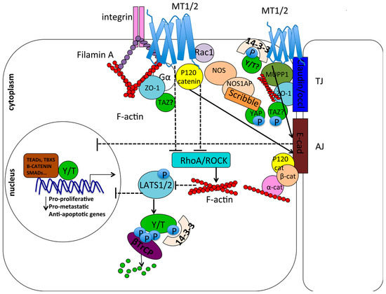 Melatonin and Hippo Pathway: Is There Existing Cross-Talk?