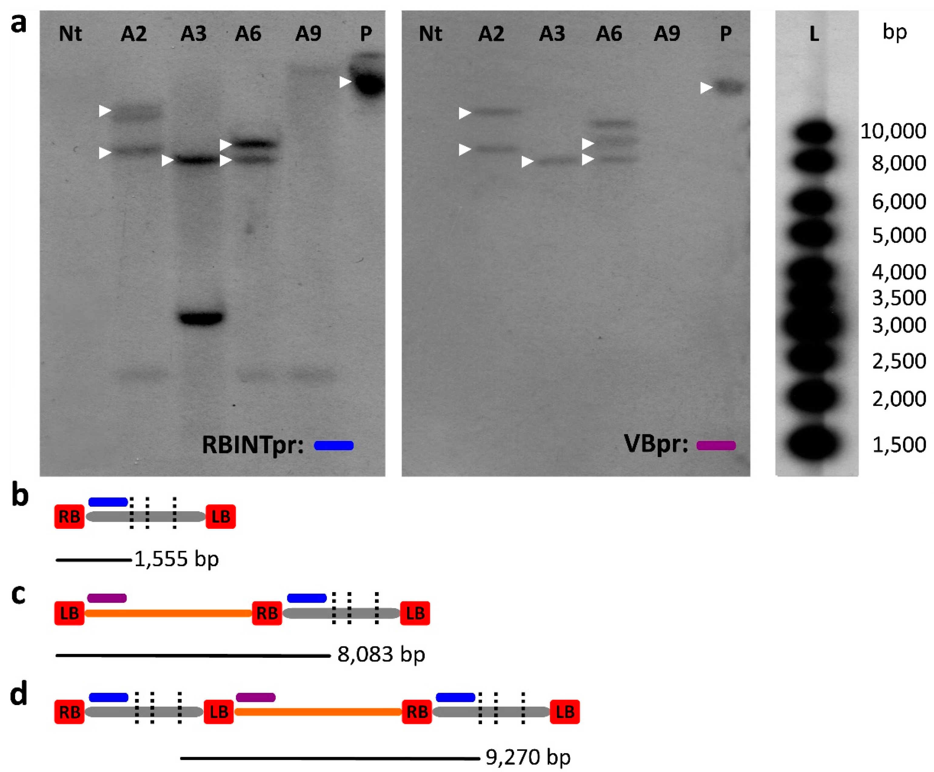 Ijms 18 01951 g004 550