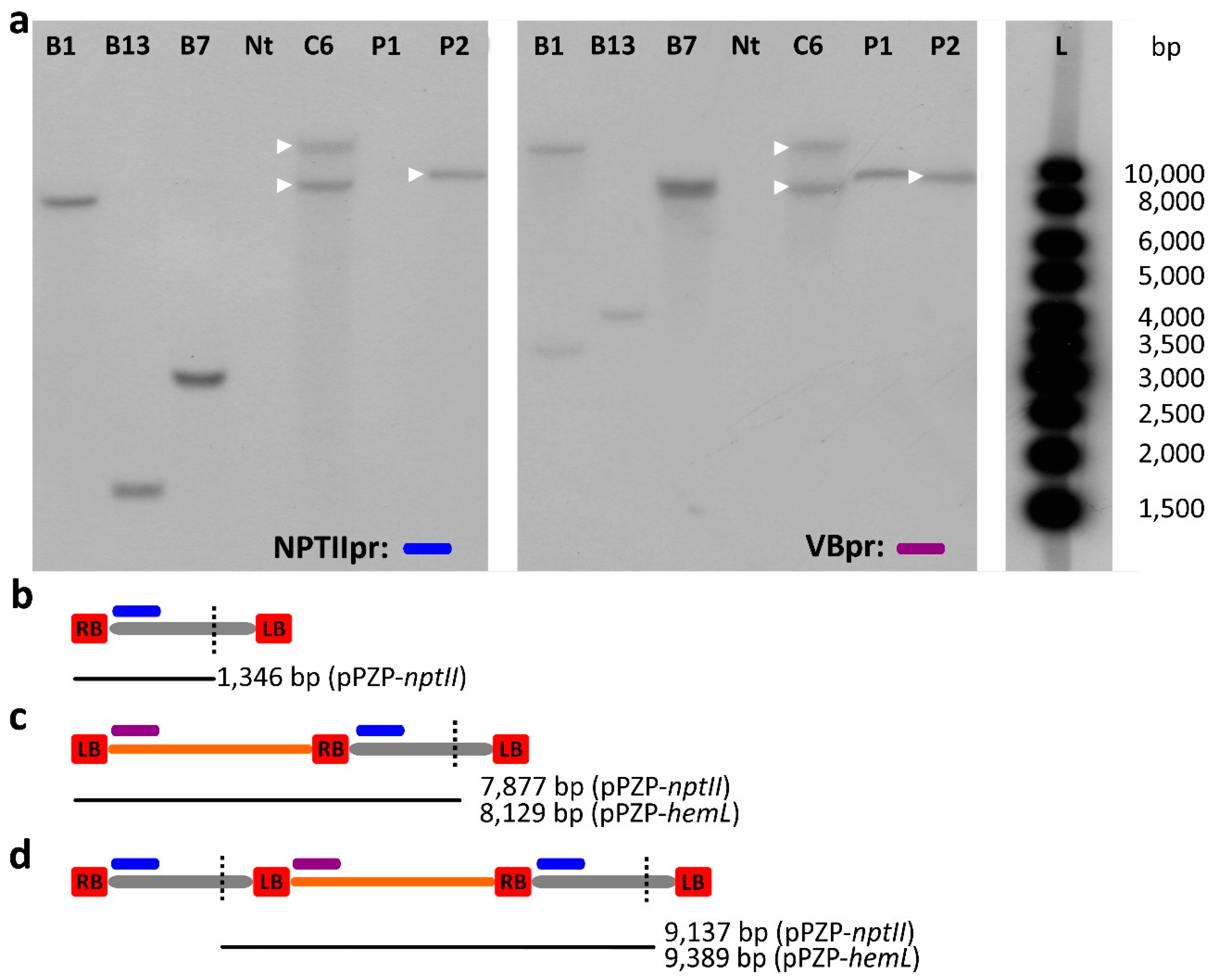 Ijms 18 01951 g005 550