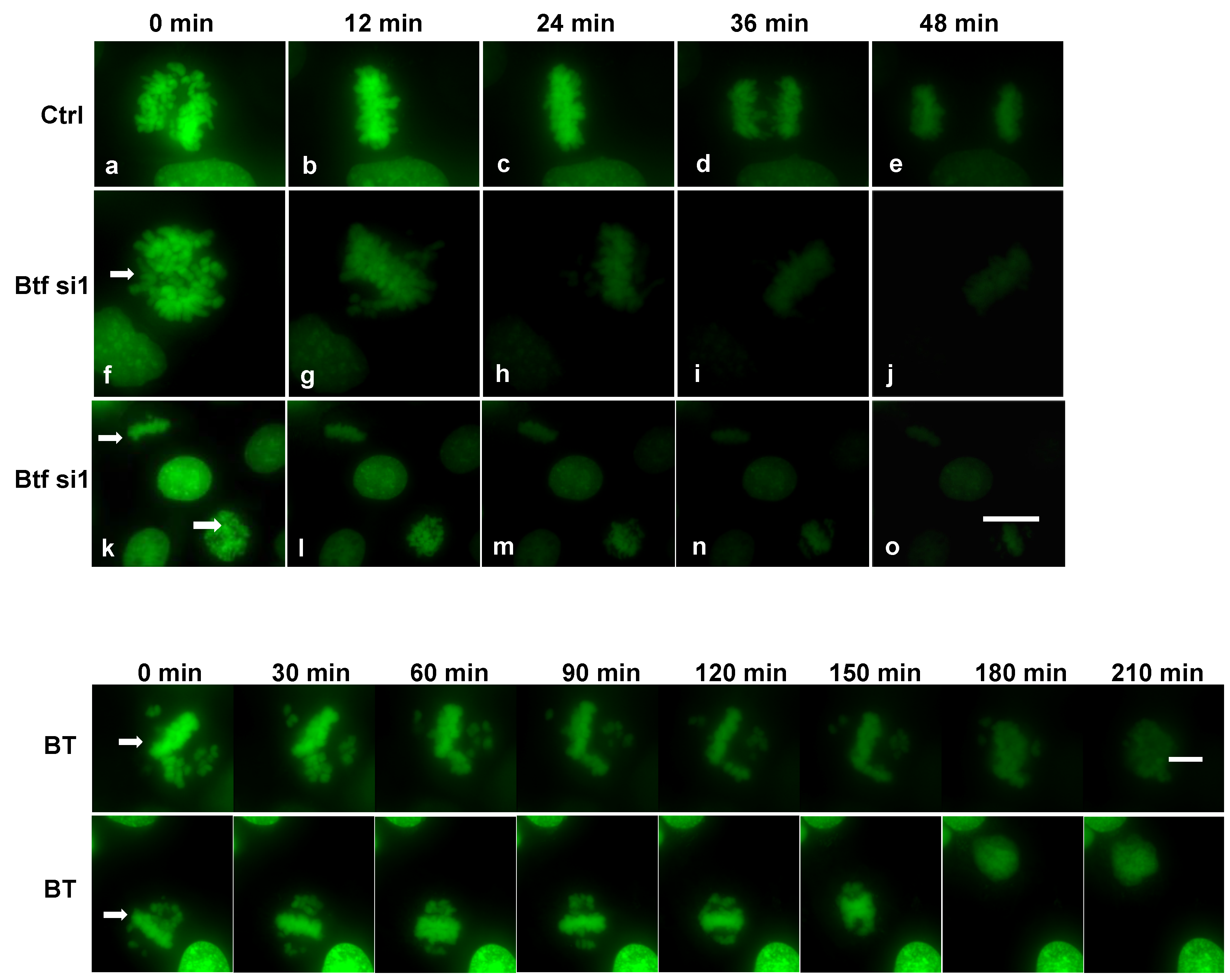 Ijms 18 01956 g006 550