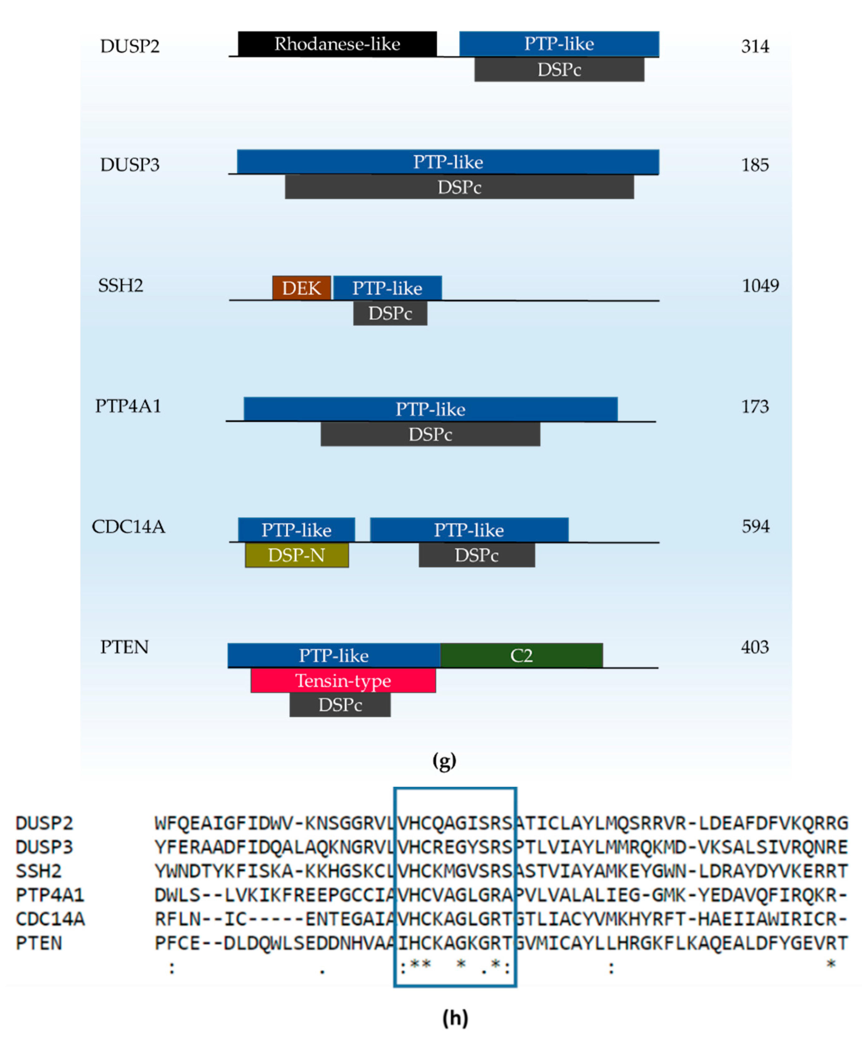 Ijms Free Full Text Critical Roles Of Dual Specificity