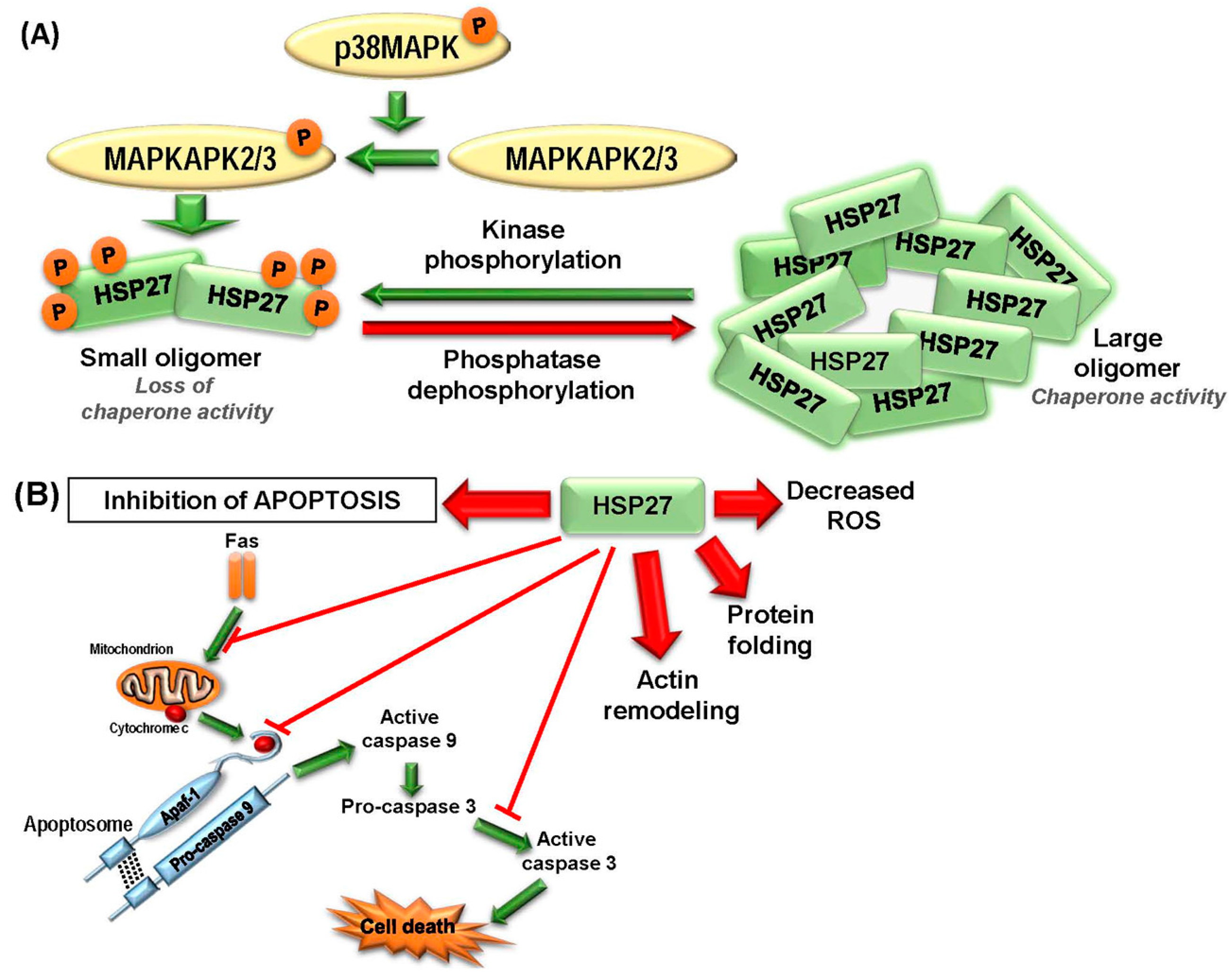 hsps 18 aktív anti aging)