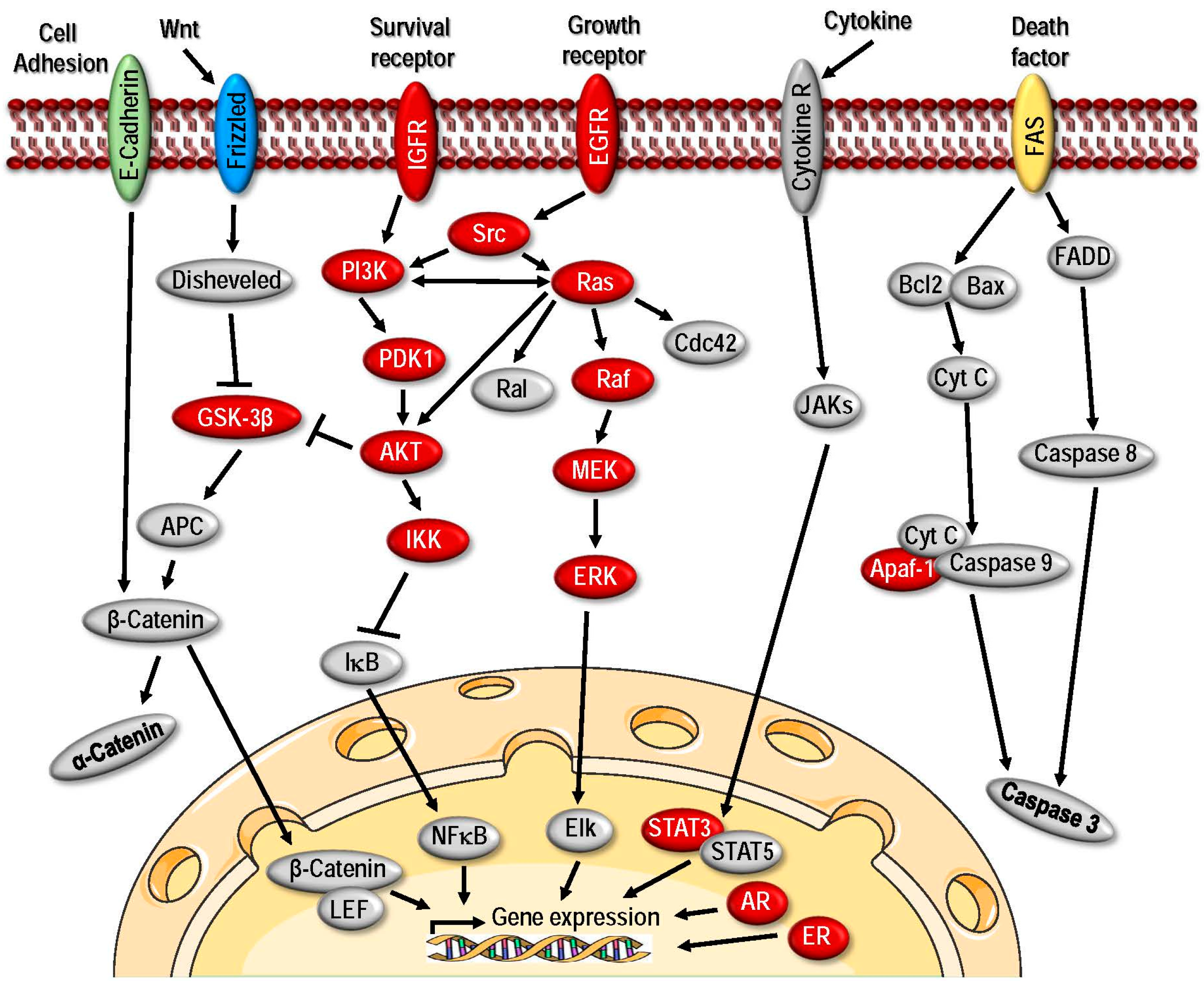 Targeting Heat Shock Proteins in Cancer: A ... Biology Diagrams