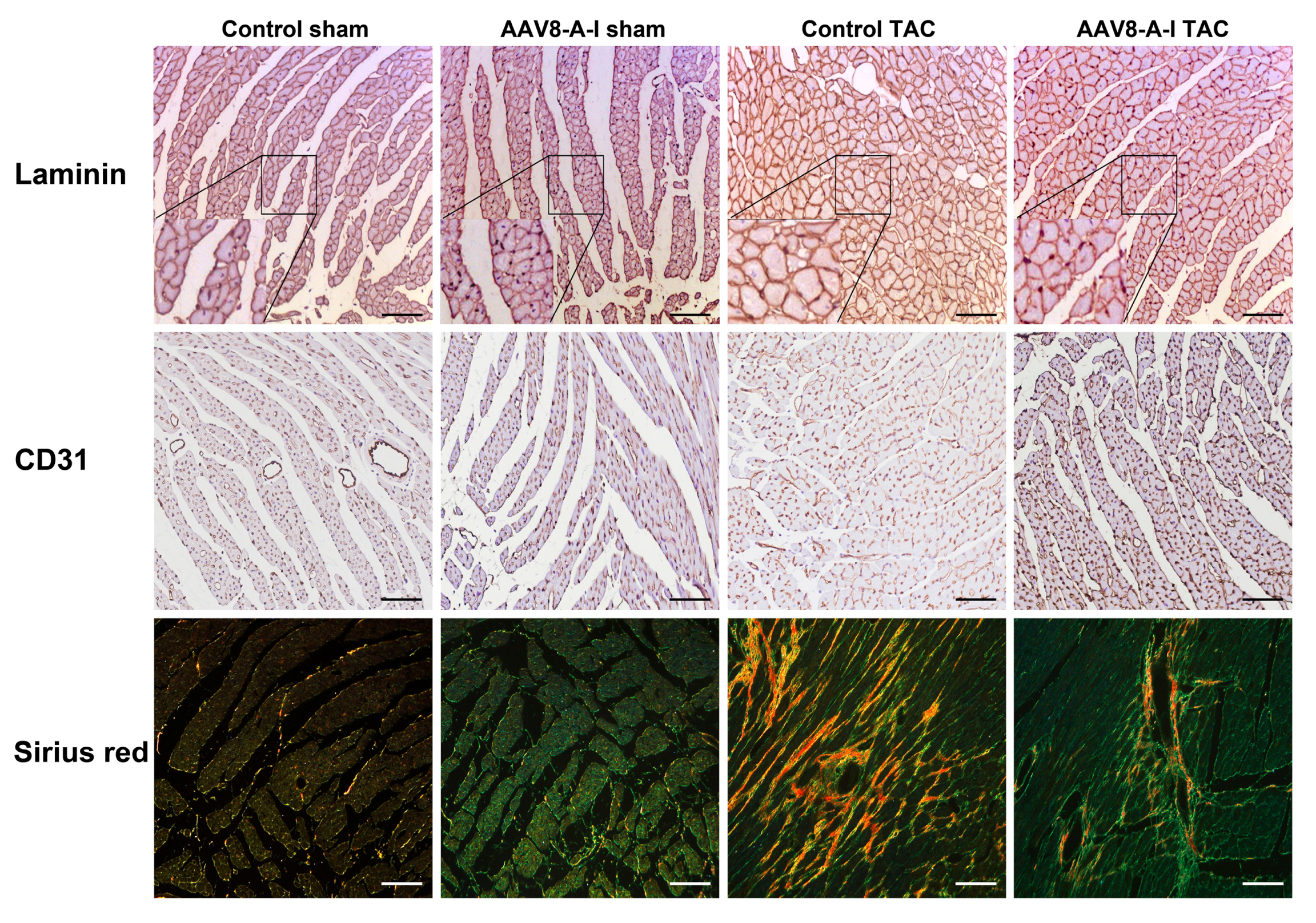 Ijms 18 02012 g003 Ijms 18 02012 g003