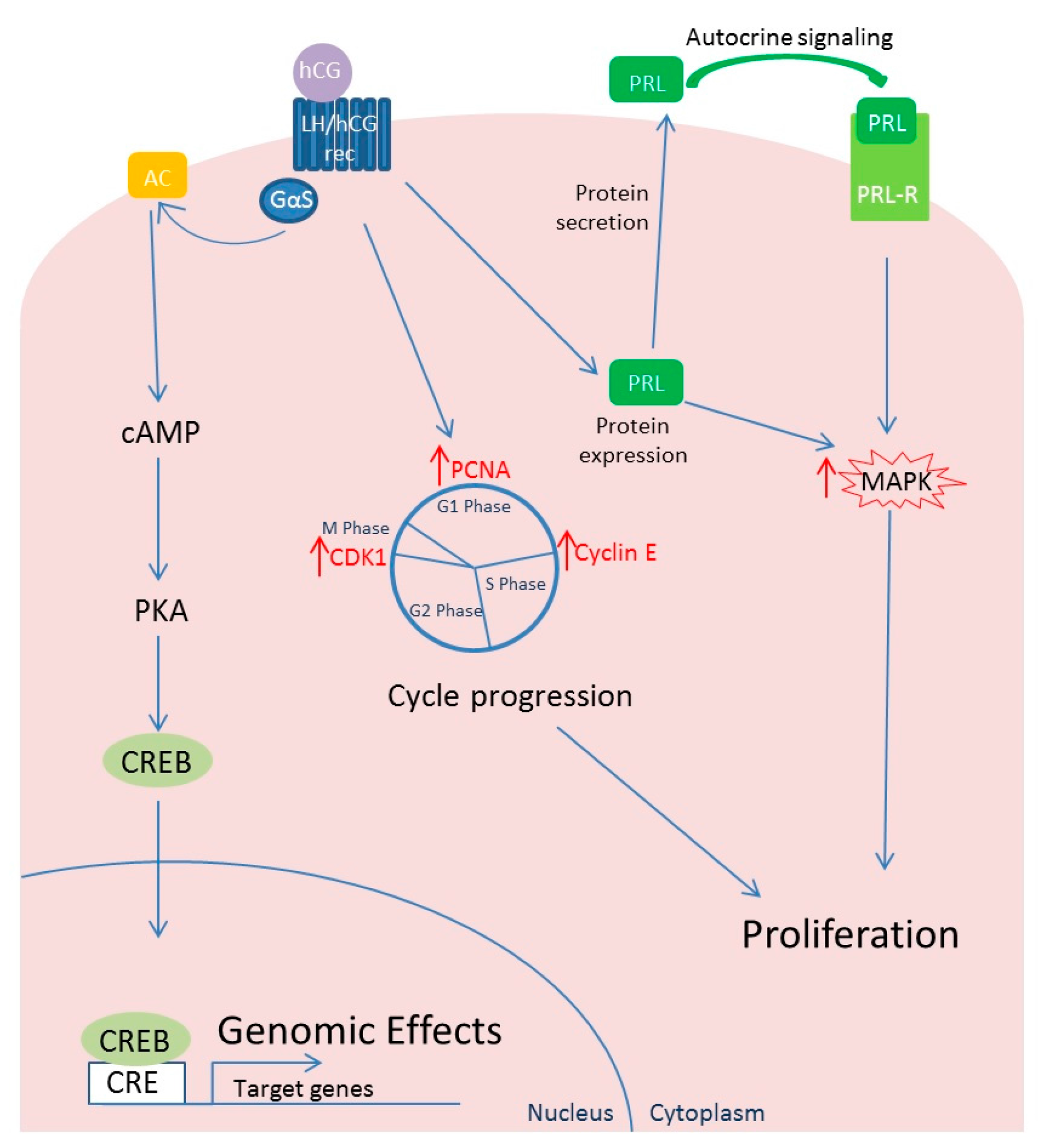 Ijms 18 02014 g002 Ijms 18 02014 g002