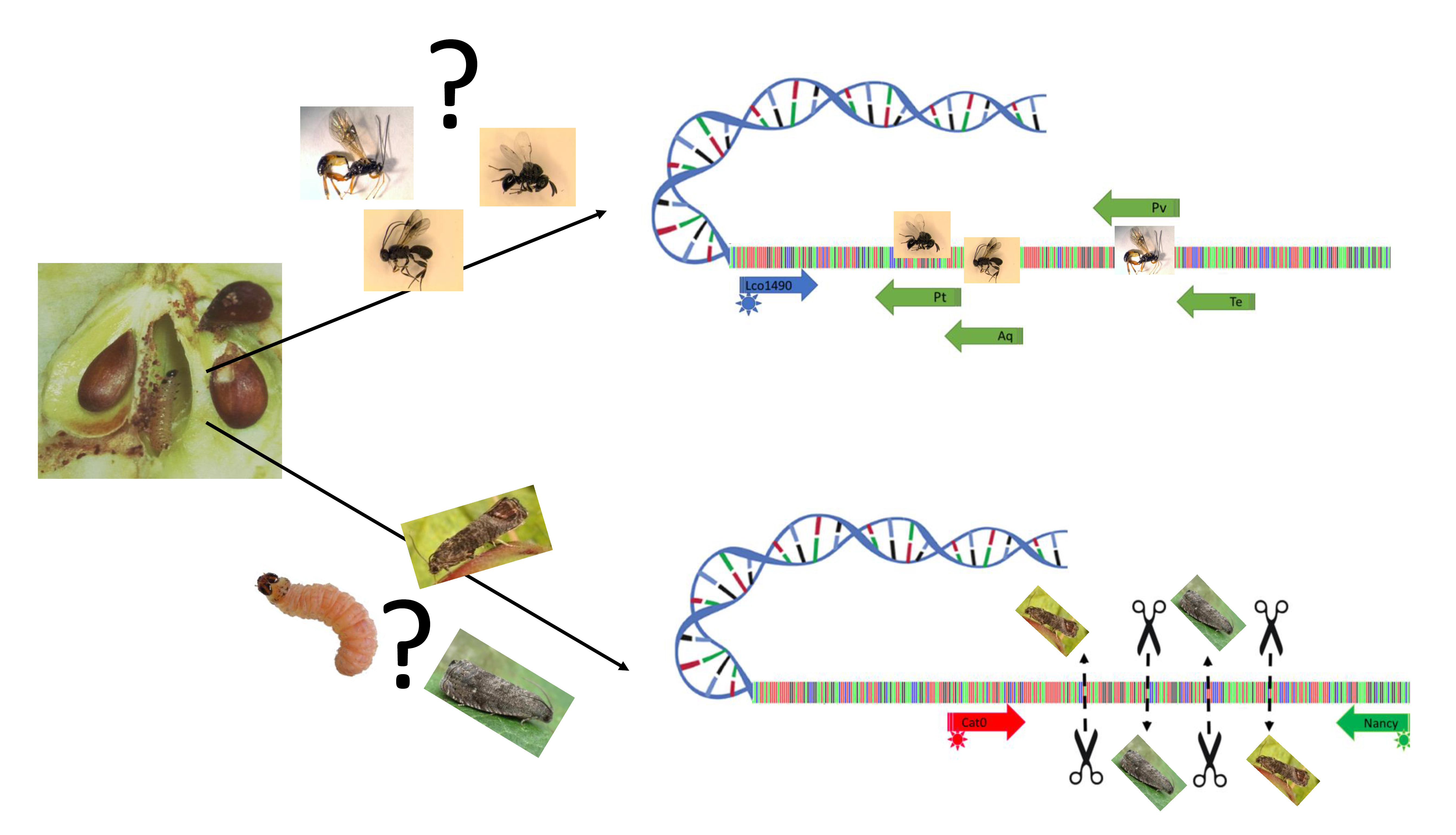 Ijms Free Full Text Molecular Tools For The Detection And The Identification Of Hymenoptera Parasitoids In Tortricid Fruit Pests Html Ijms Free Full Text Molecular Tools For The Detection And The Identification Of Hymenoptera Parasitoids In Tortricid Fruit Pests Html