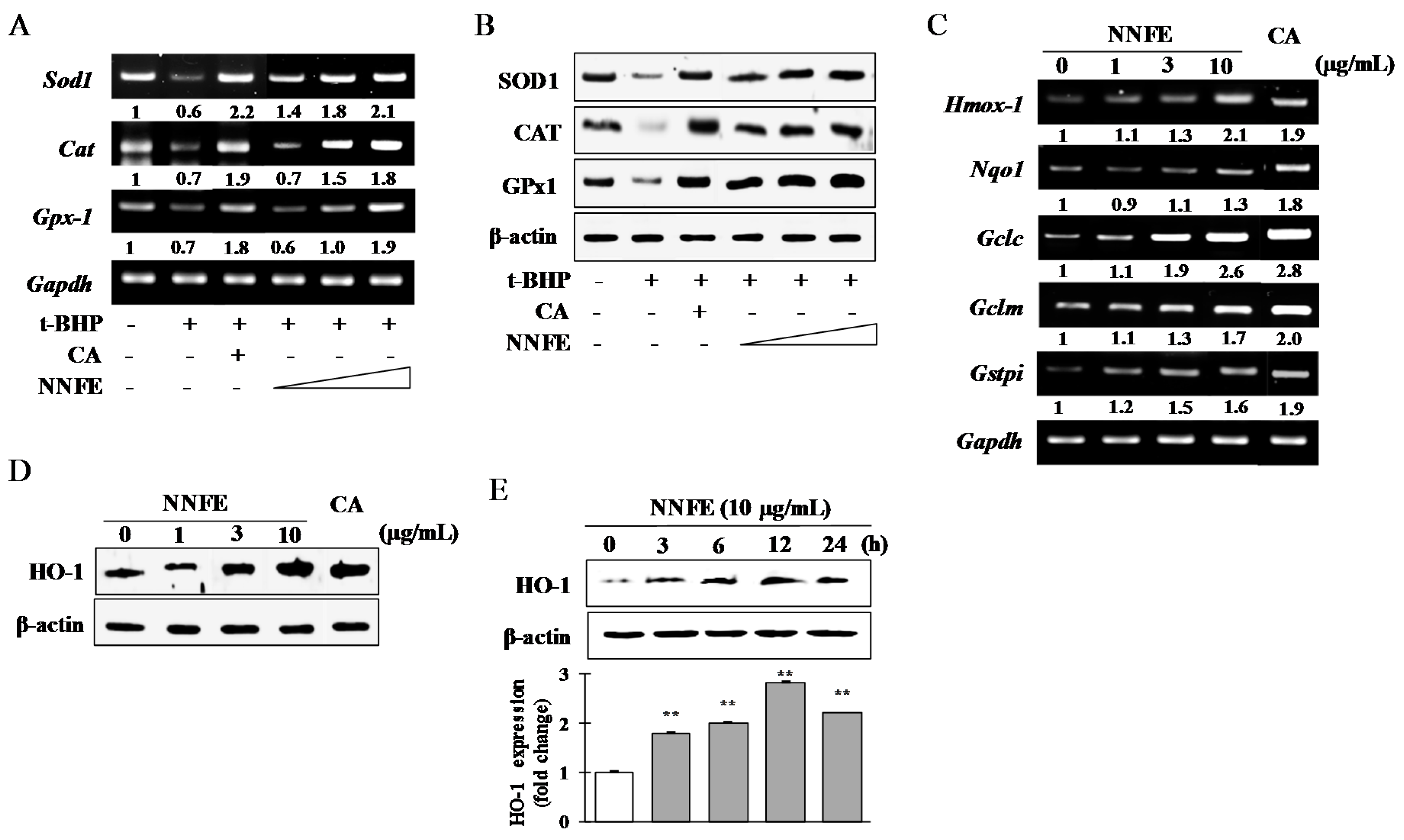 Ijms 18 02069 g004