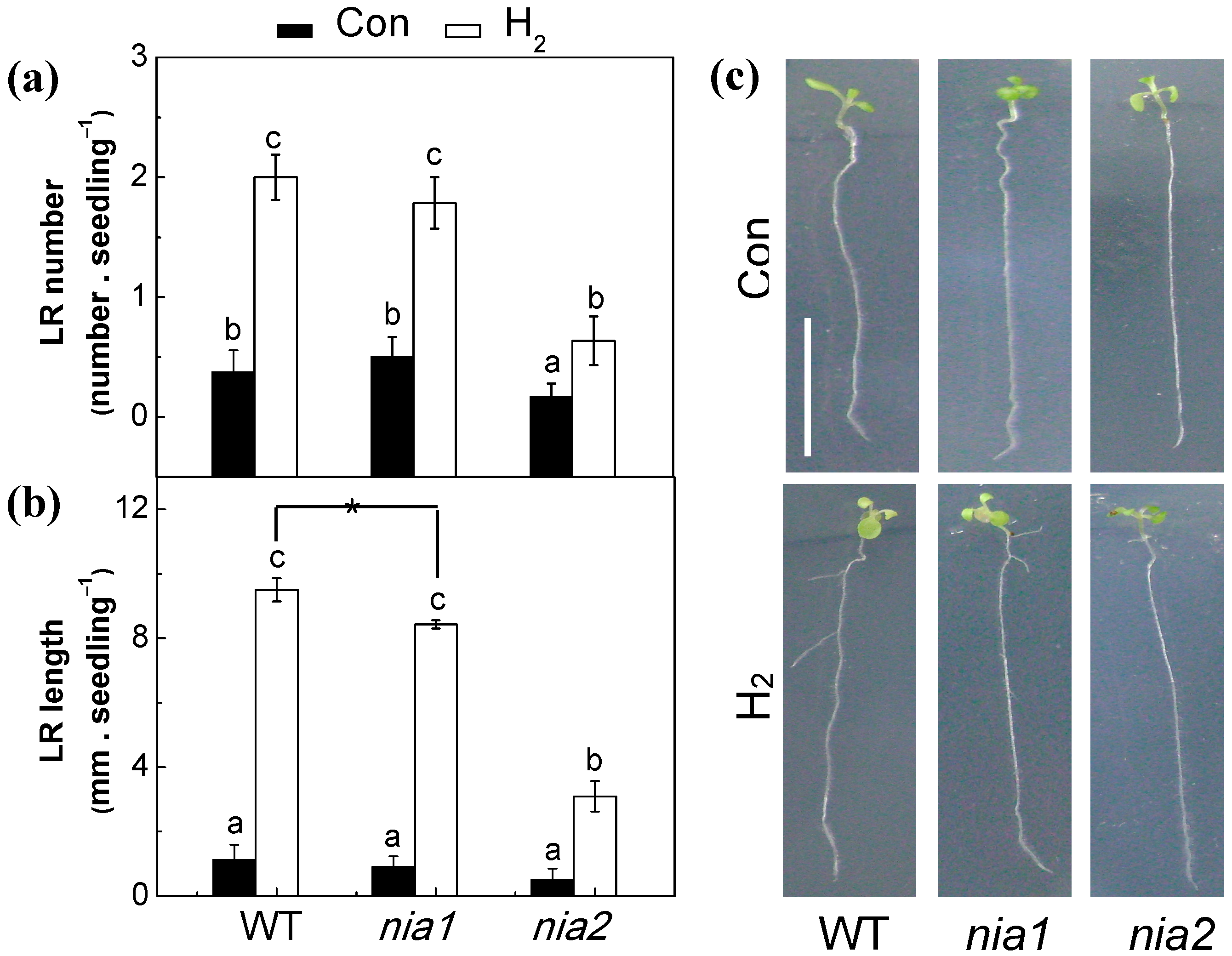 Ijms 18 02084 g006 Ijms 18 02084 g006