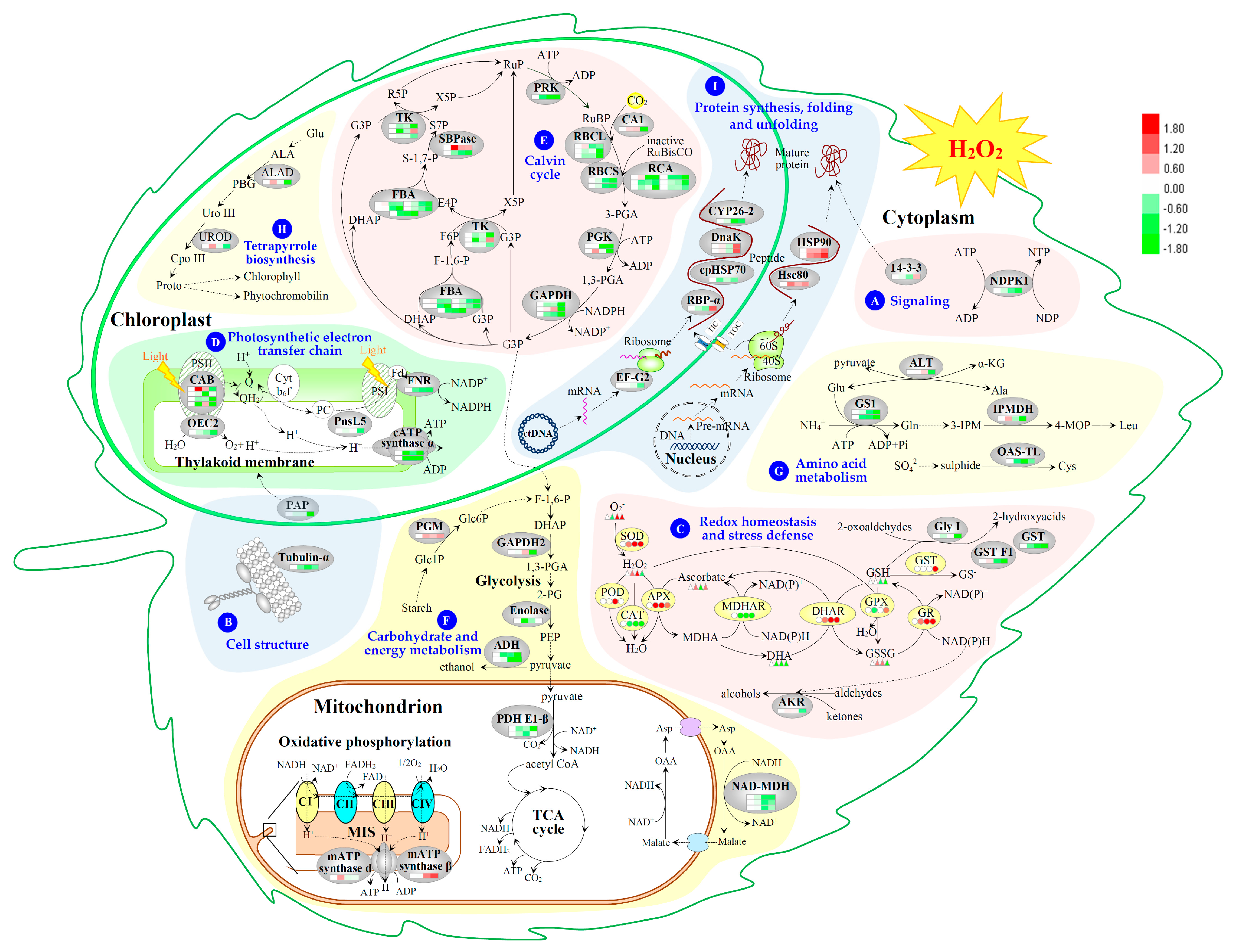 Ijms 18 02085 g009 Ijms 18 02085 g009