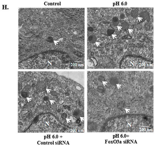 ASIC1a Promotes Acid-Induced Autophagy in Rat Articular