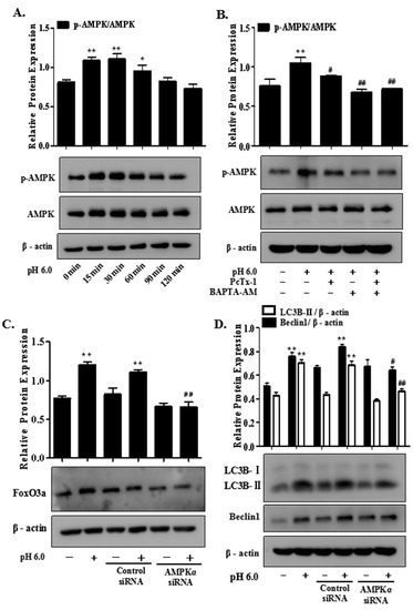 ASIC1a Promotes Acid-Induced Autophagy in Rat Articular