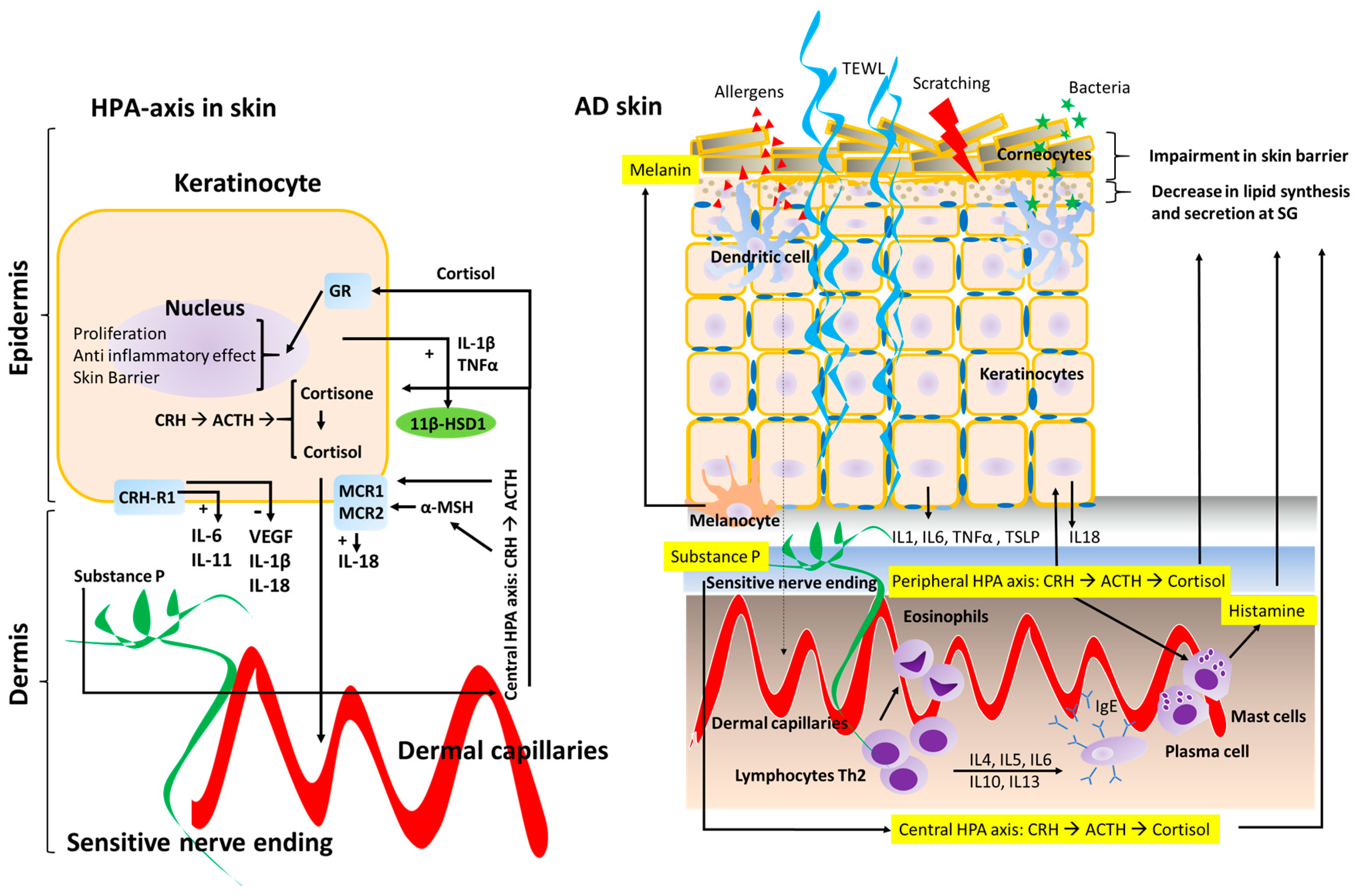 IJMS | Free Full-Text | Association between Stress and the HPA Axis in