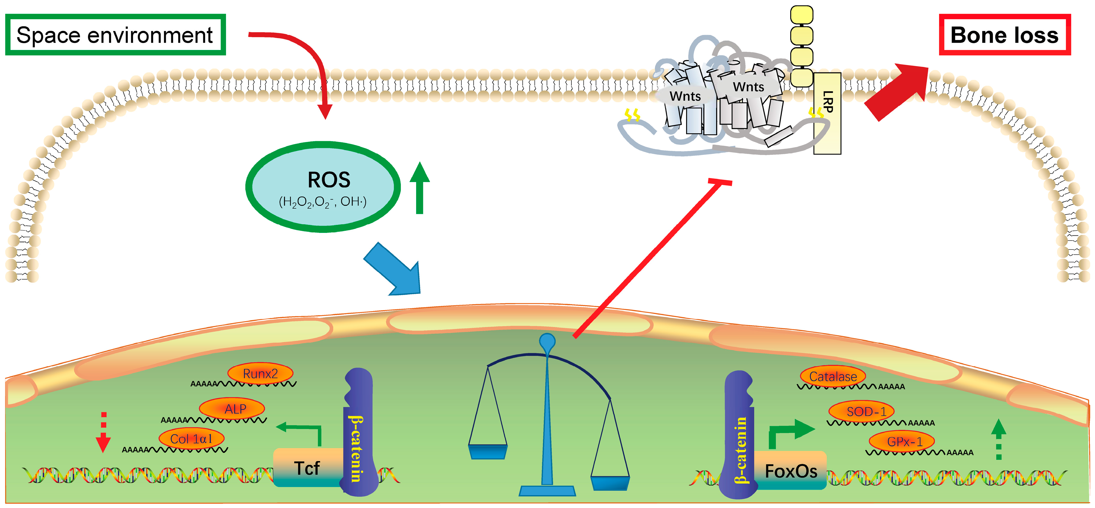 Ijms 18 02132 sch001