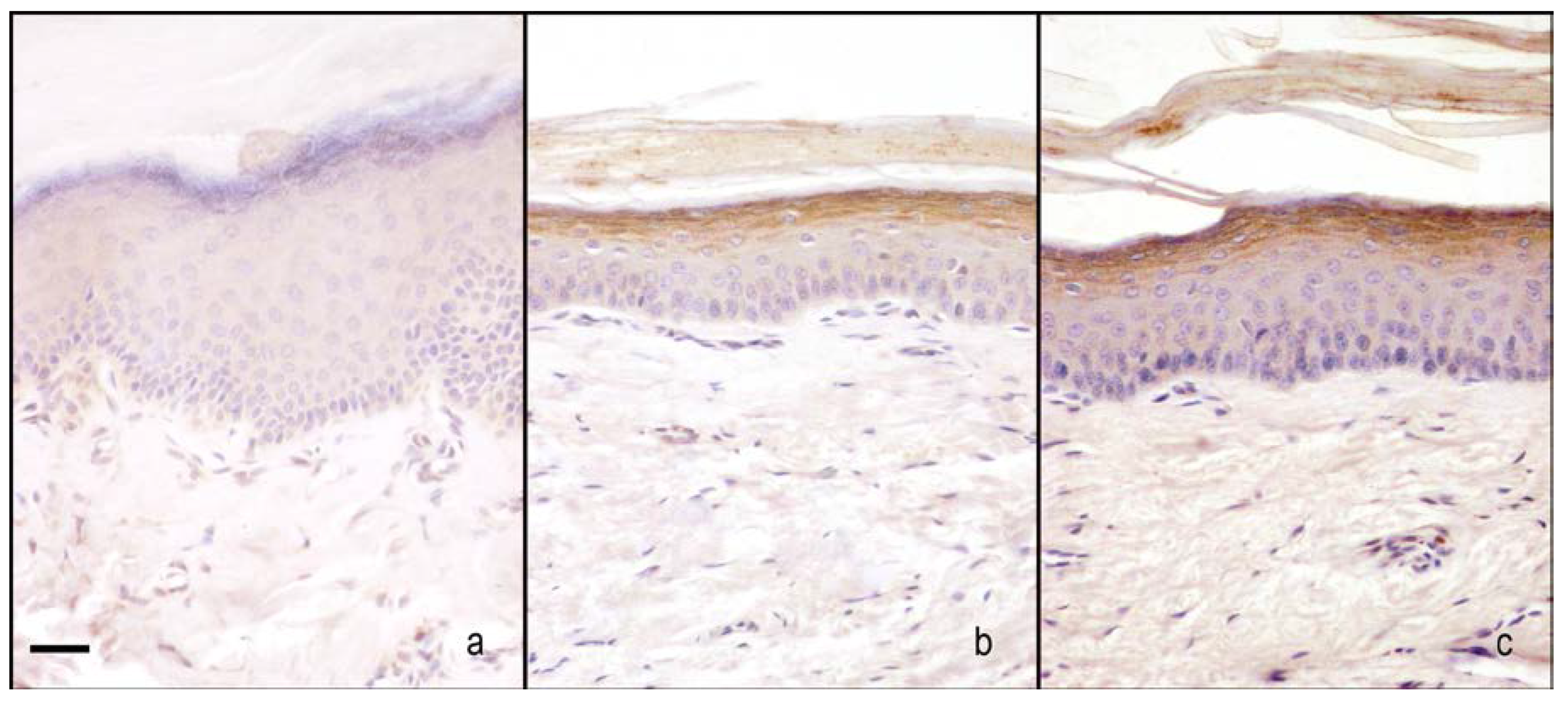 Ijms 18 02143 g006