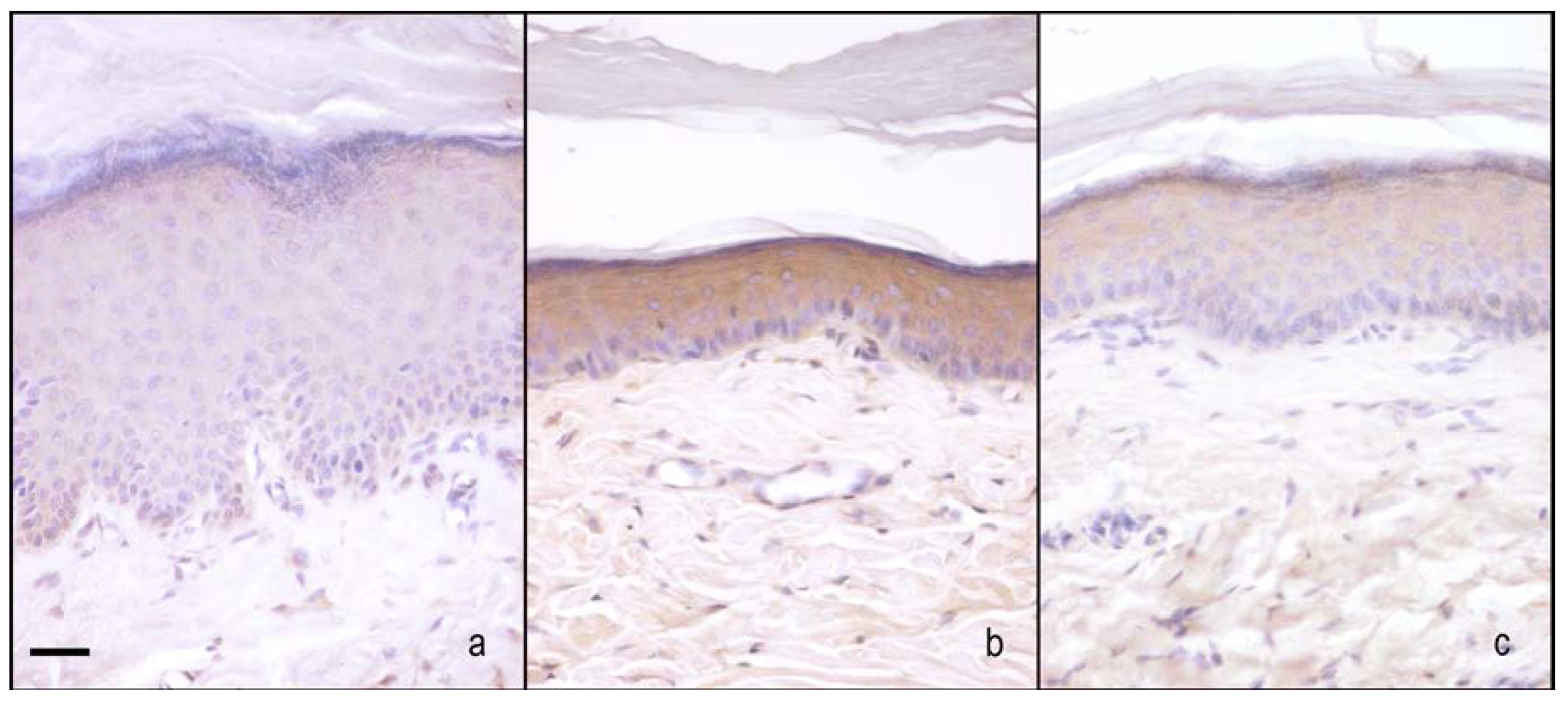 Ijms 18 02143 g007