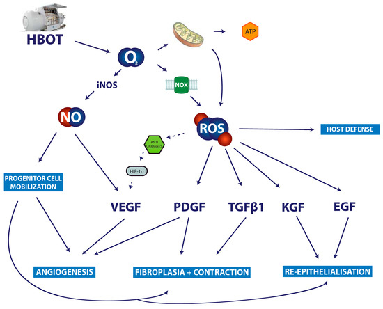 R.H. Reactive Oxygen Species and NOX Enzymes Are Emerging as Key