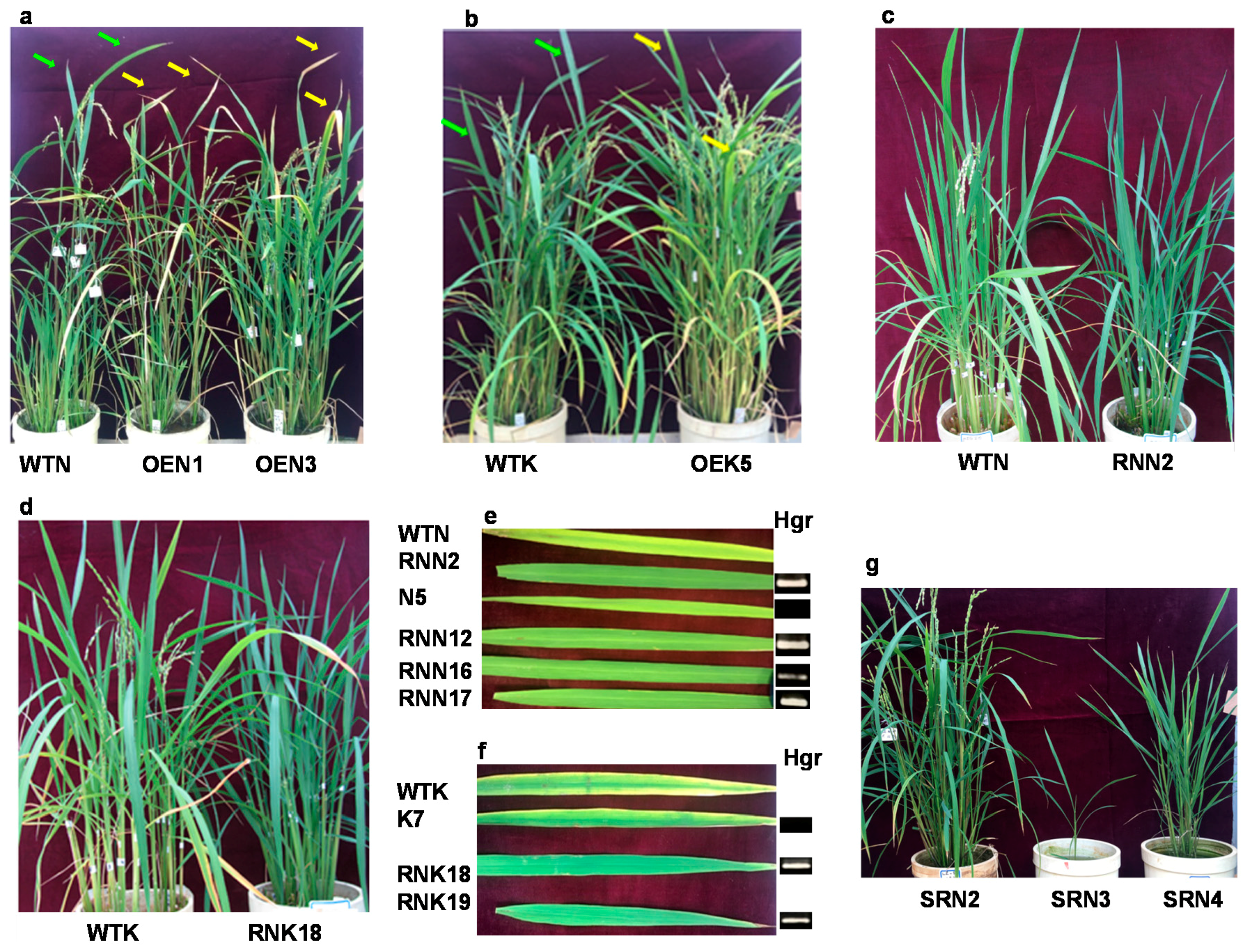 Ijms 18 02165 g005 550