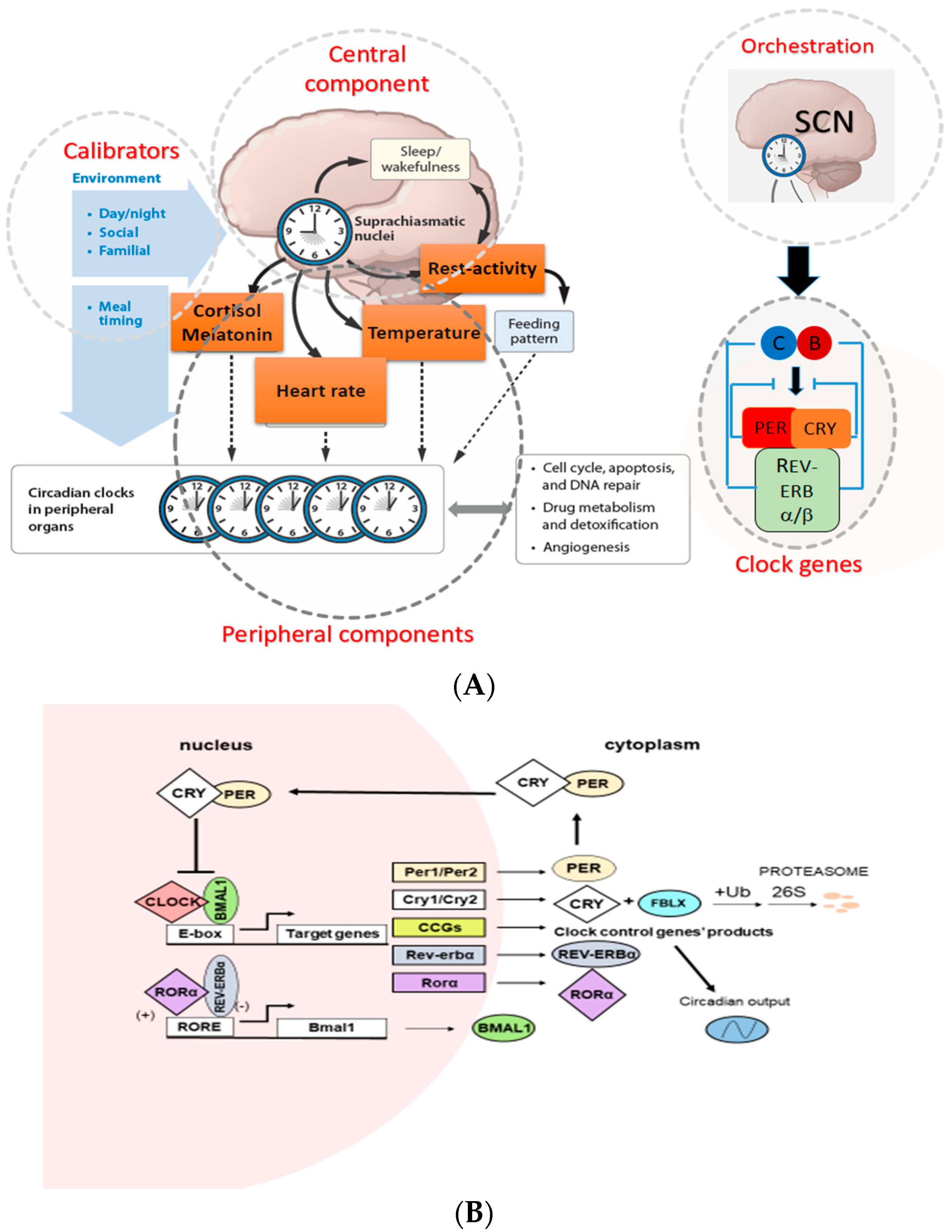 pdf membrane proteins