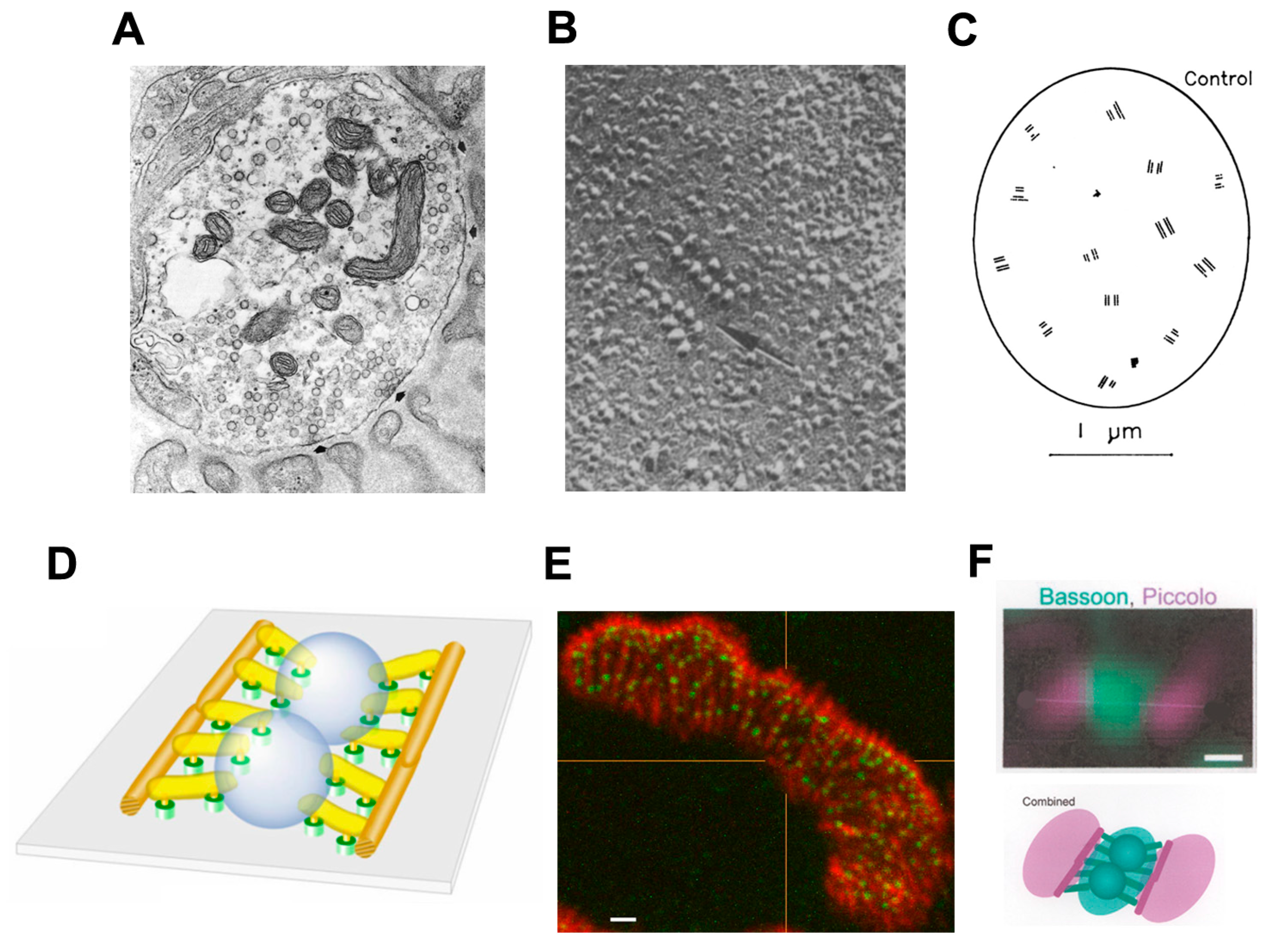 Ijms 18 02183 g003 550