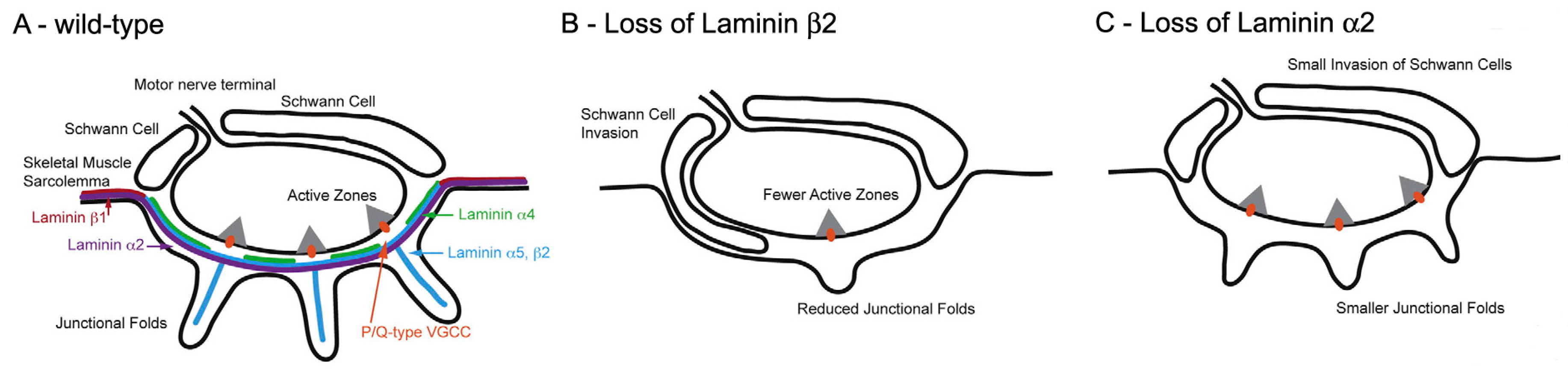 Ijms 18 02183 g008 550