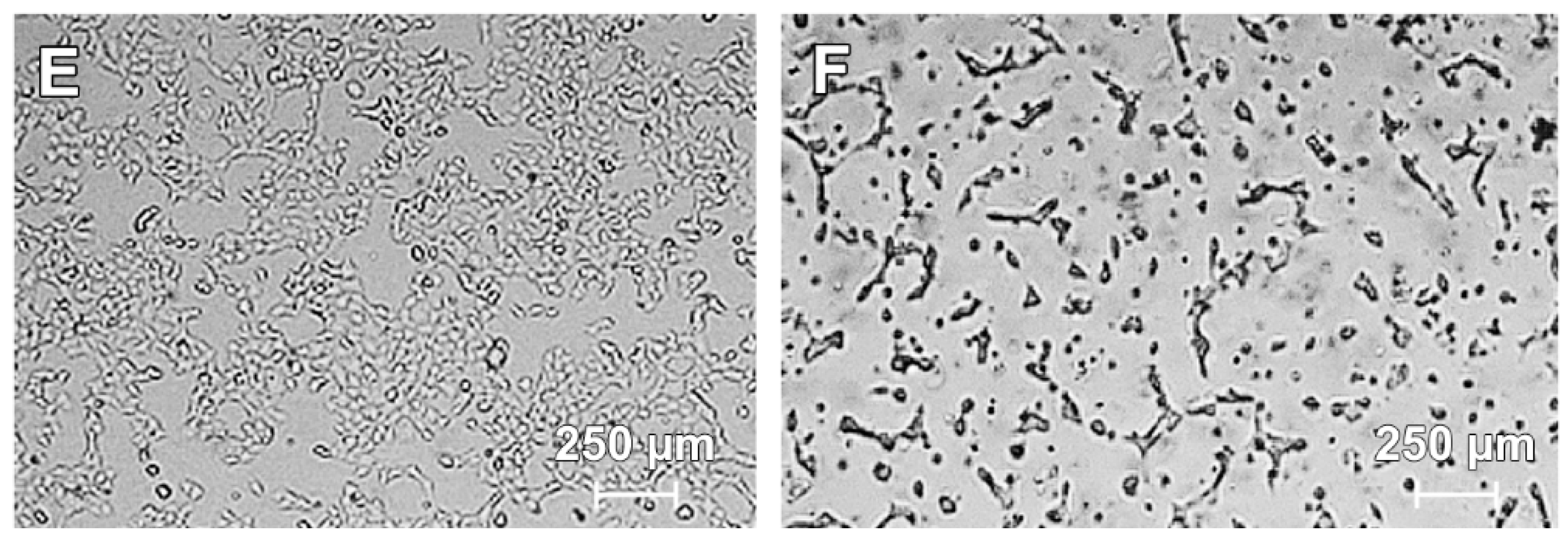 Ijms 18 02194 g002b 550