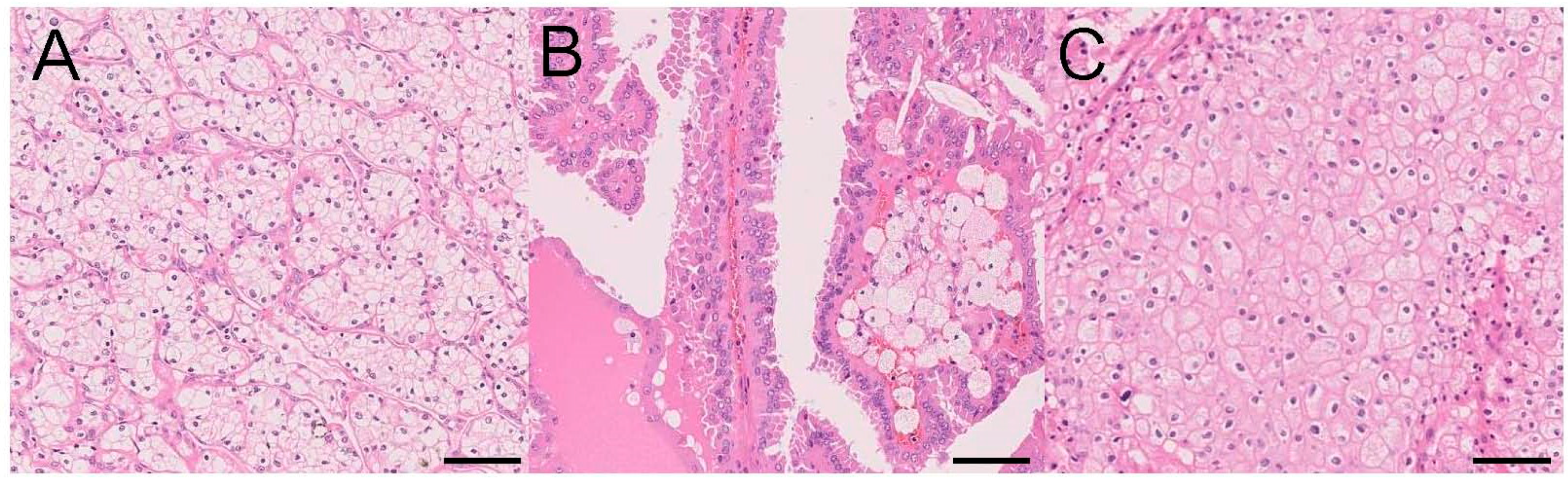 Ijms 18 02195 g001 Ijms 18 02195 g001