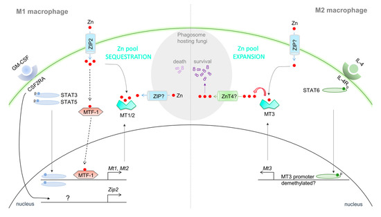 diagramのJKなど Metallothioneins: Emerging Modulators in Immunity and Infection