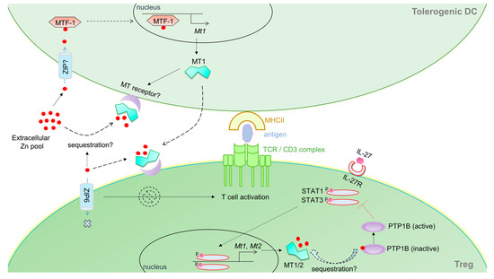diagramのJKなど Metallothioneins: Emerging Modulators in Immunity and Infection
