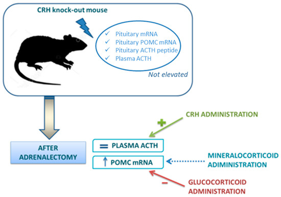 Ijms Special Issue Role Of The Hypothalamo Pituitary Adrenal Hpa Axis In Health And Disease