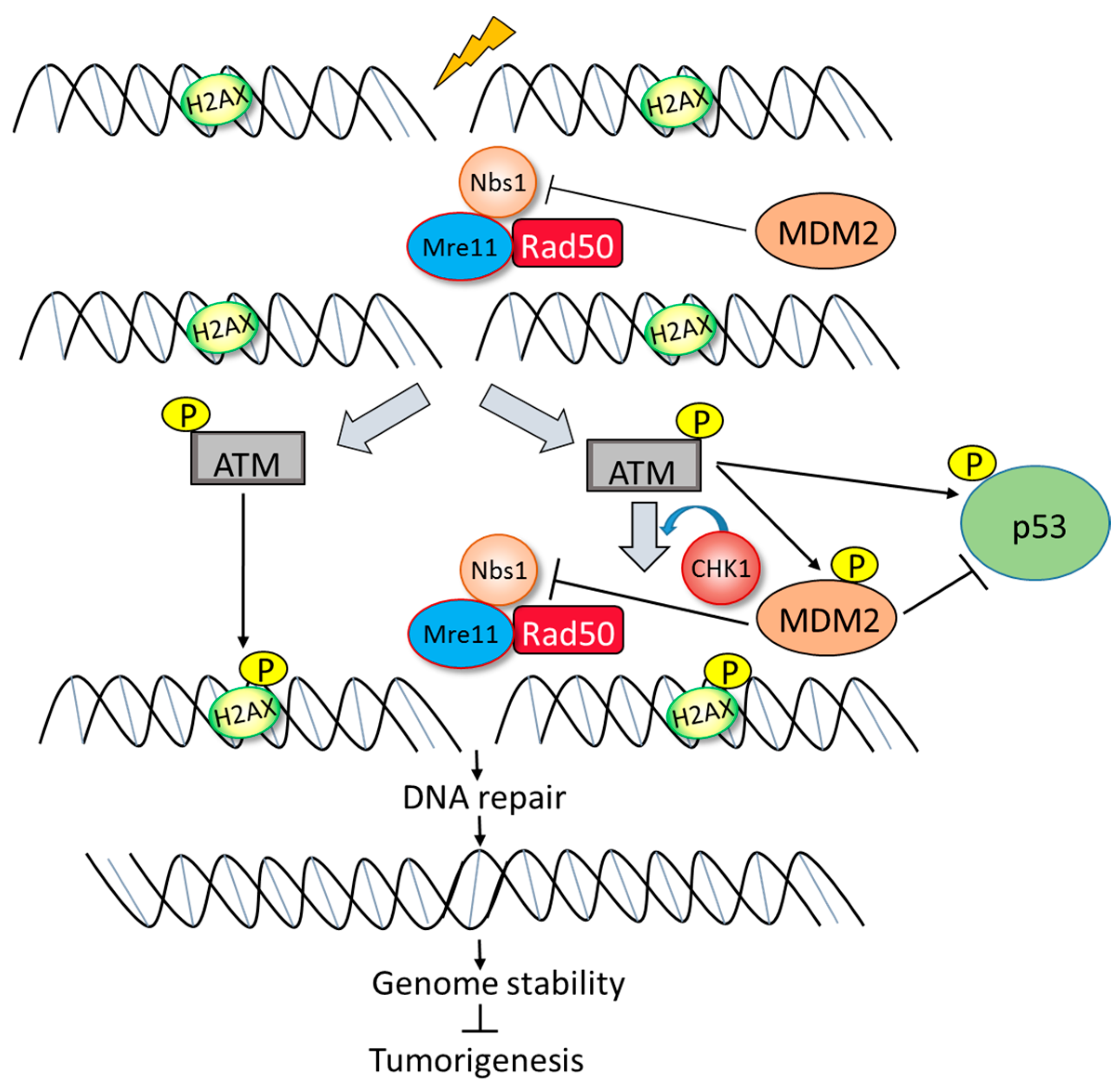 The Role of MDM2 in Promoting Genome Stability versus Instability