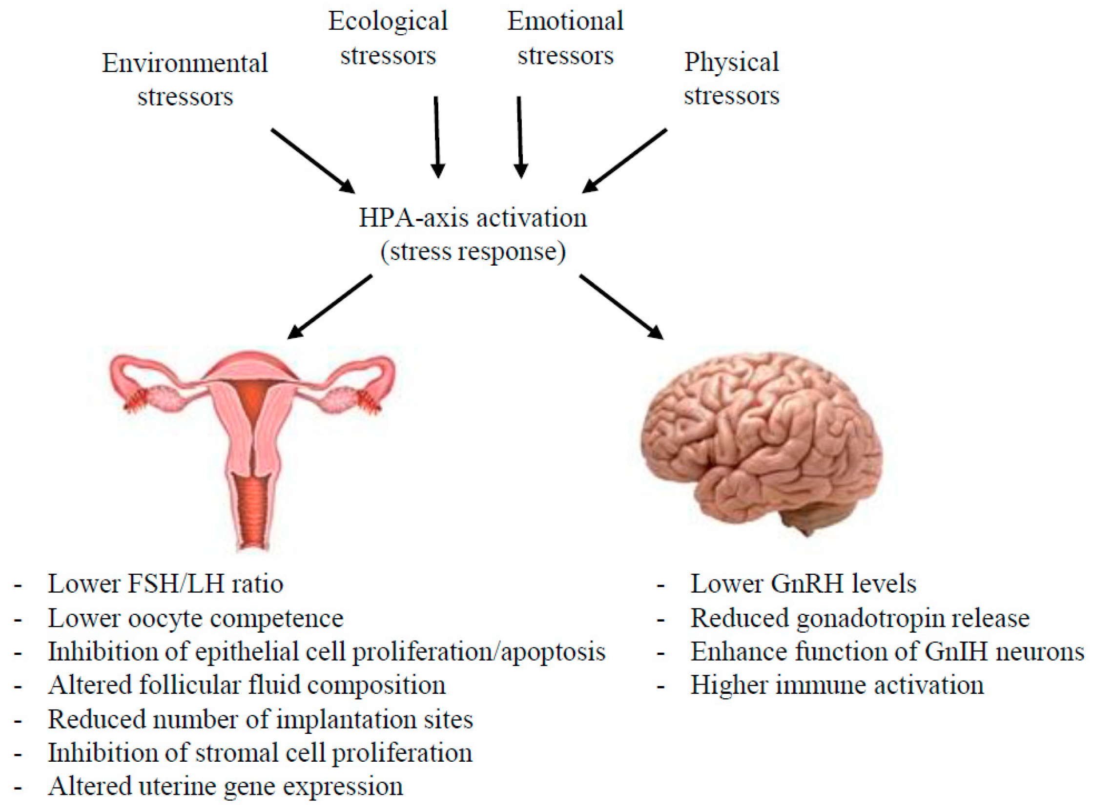 IJMS | Free Full-Text | Stress and the HPA Axis: Balancing Homeostasis