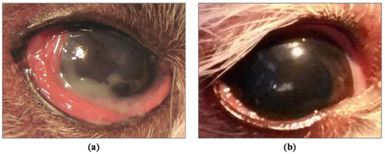 Plasma eye drops for dogs on sale