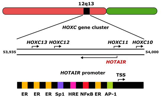 The Long Noncoding RNA HOTAIR in Breast Cancer: Does