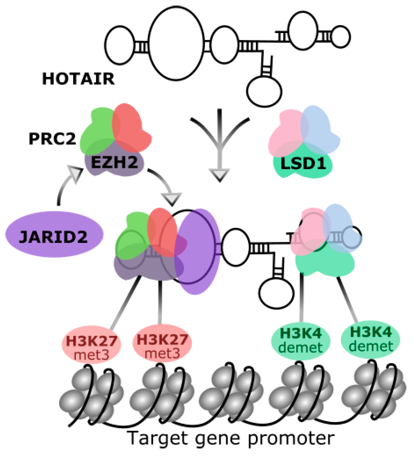The Long Noncoding RNA HOTAIR in Breast Cancer: Does