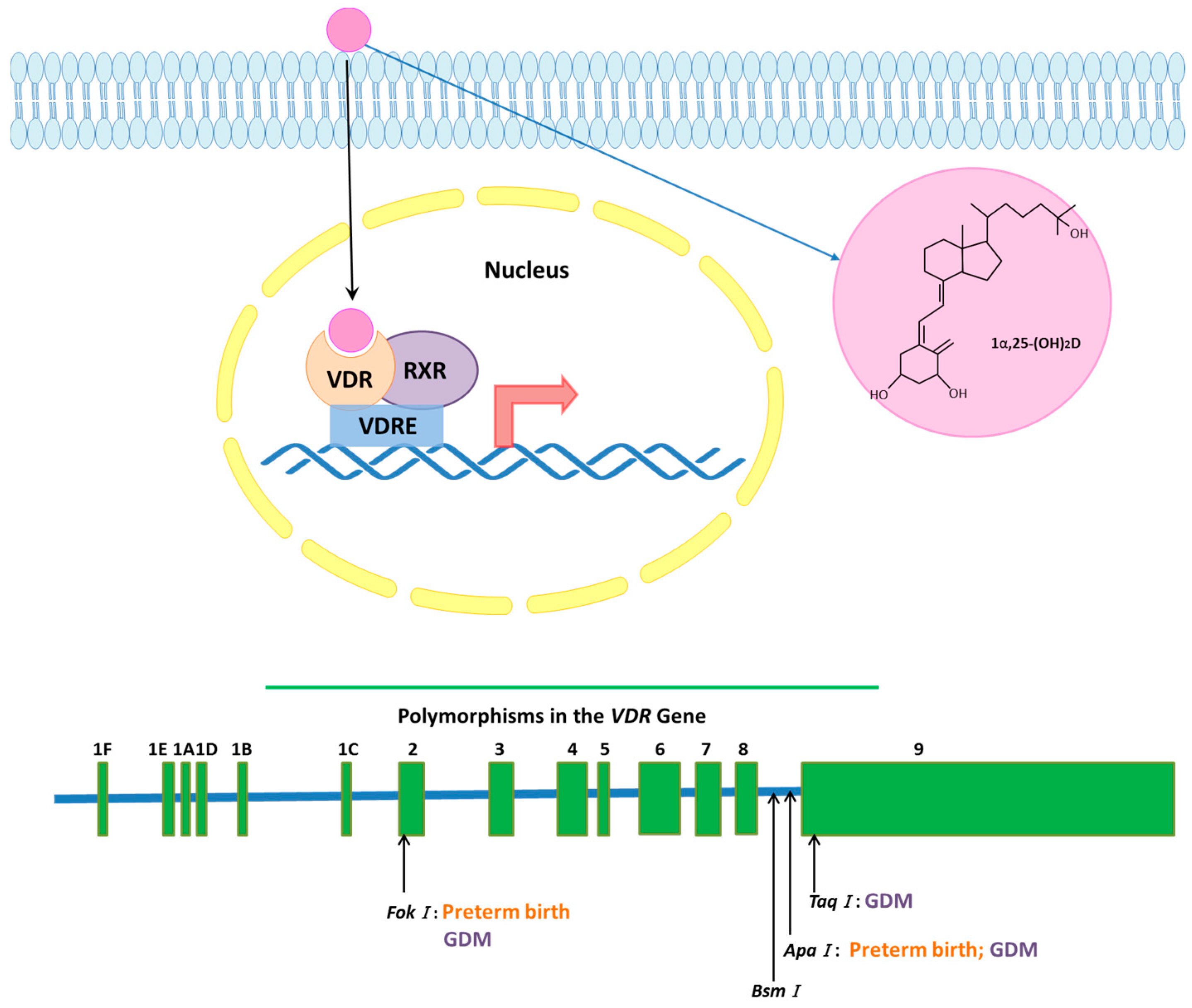 a diabetes mellitus kezelésére 1 fok autoimmun diabetes kezelés