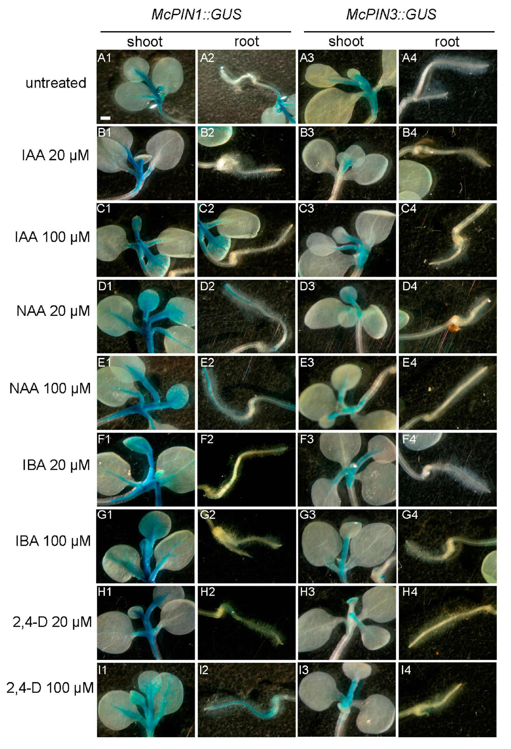 Ijms 18 02343 g007 Ijms 18 02343 g007