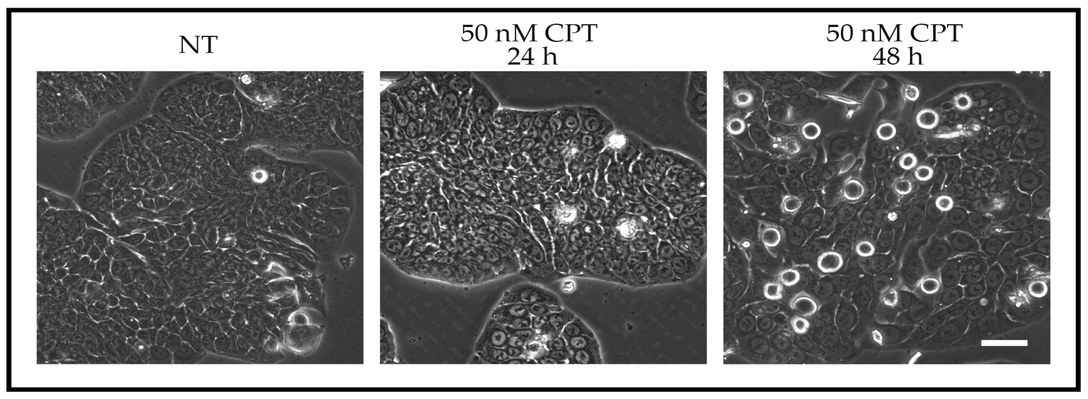 Ijms 18 02344 g001 Ijms 18 02344 g001