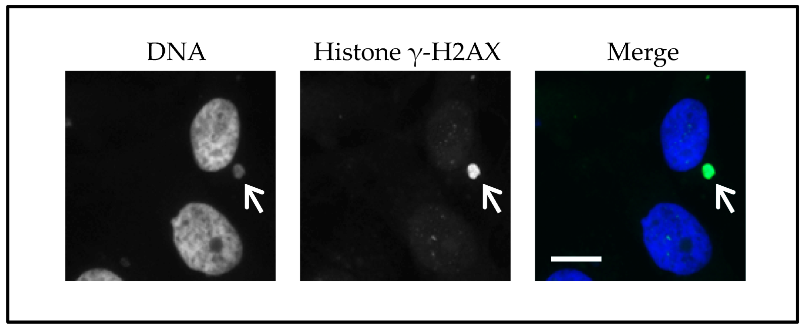 Ijms 18 02344 g002 Ijms 18 02344 g002