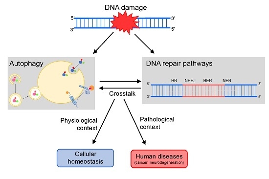 IJMS | Free Full-Text | Autophagy Roles in the Modulation of DNA Repair ...