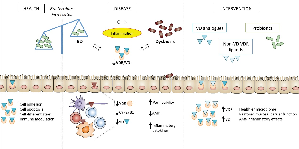 d-vitamin dysbiosis hpv vírus holisztikus kezelése