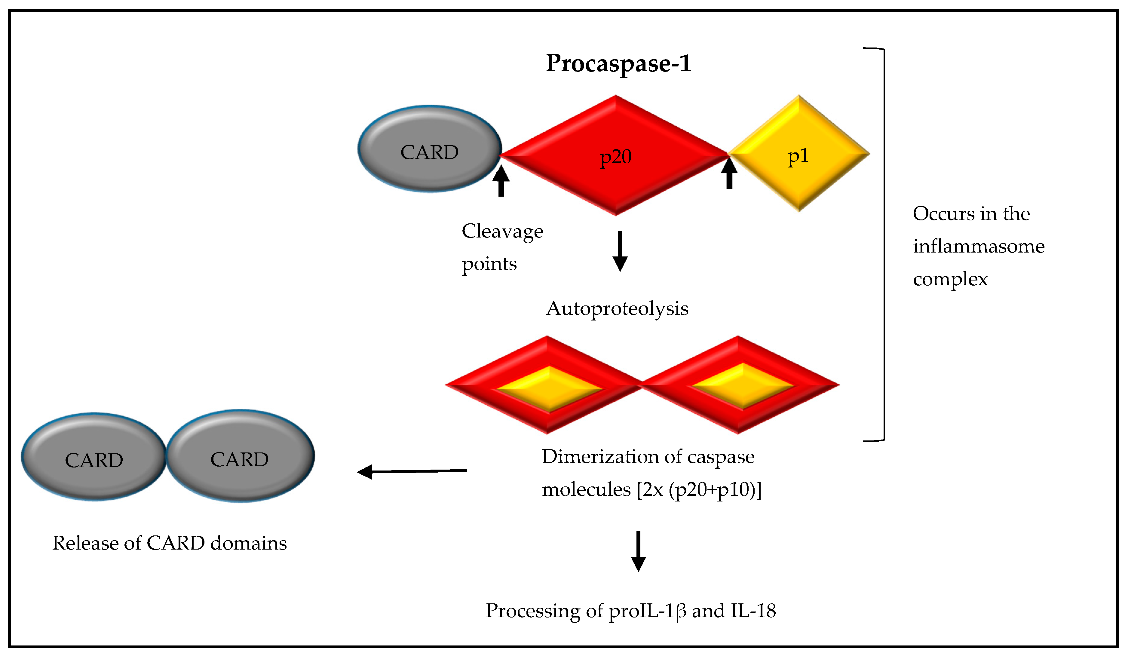 Ijms 18 02379 g003 Ijms 18 02379 g003
