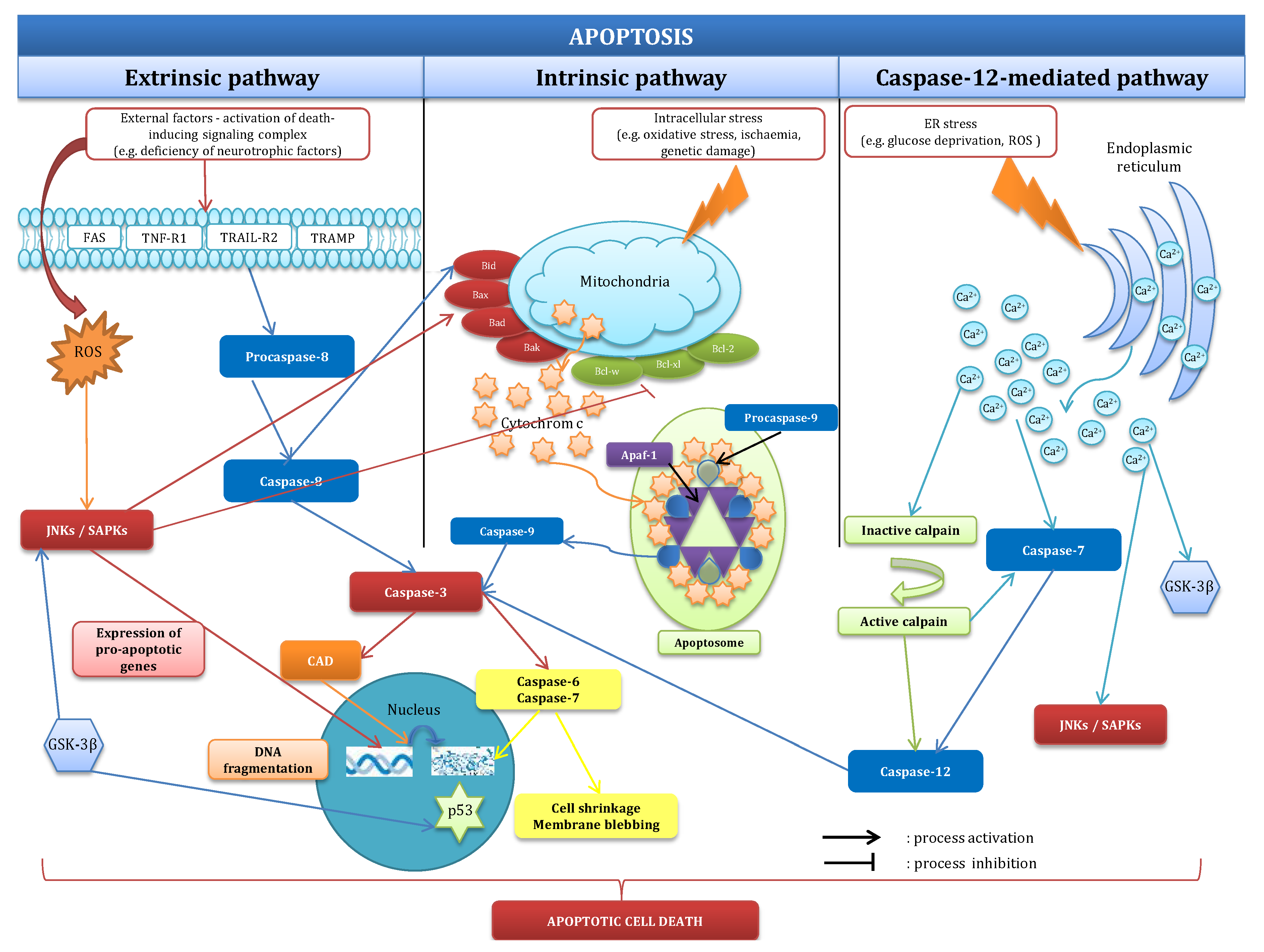 Ijms 18 02394 g001 Ijms 18 02394 g001