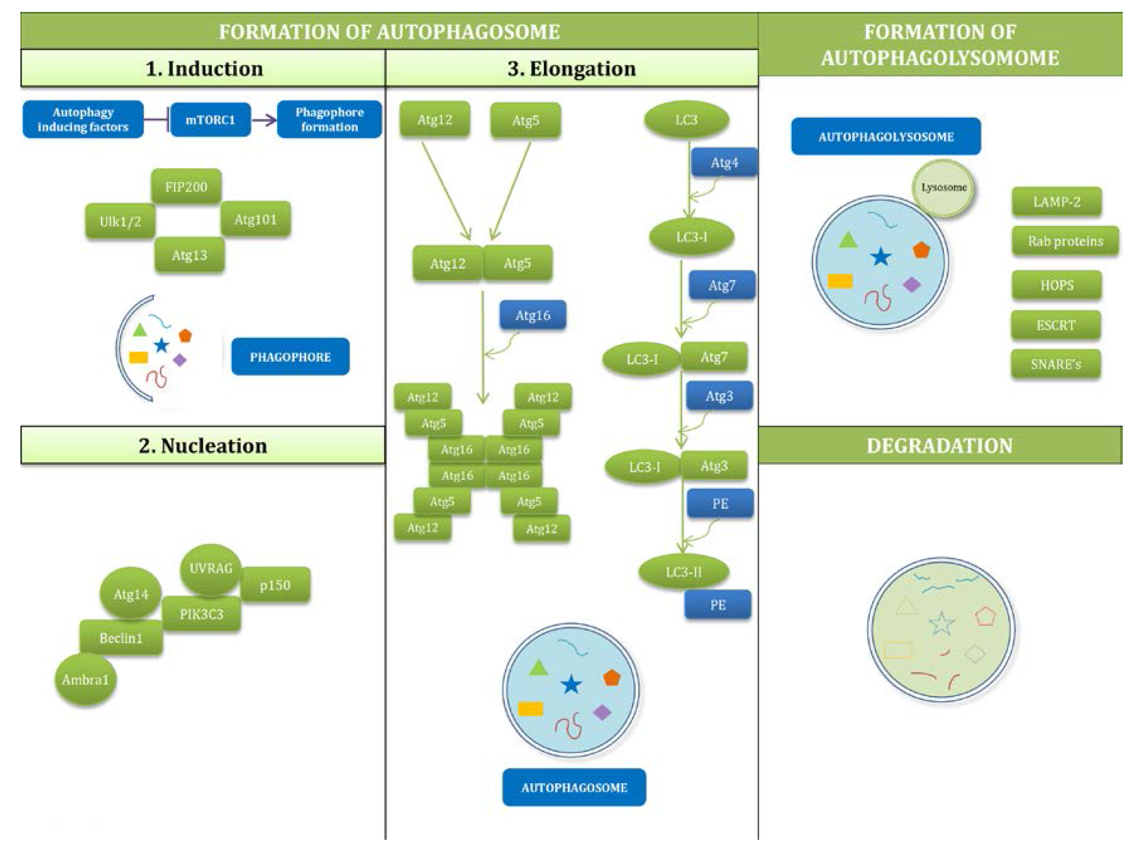 Ijms 18 02394 g002 Ijms 18 02394 g002