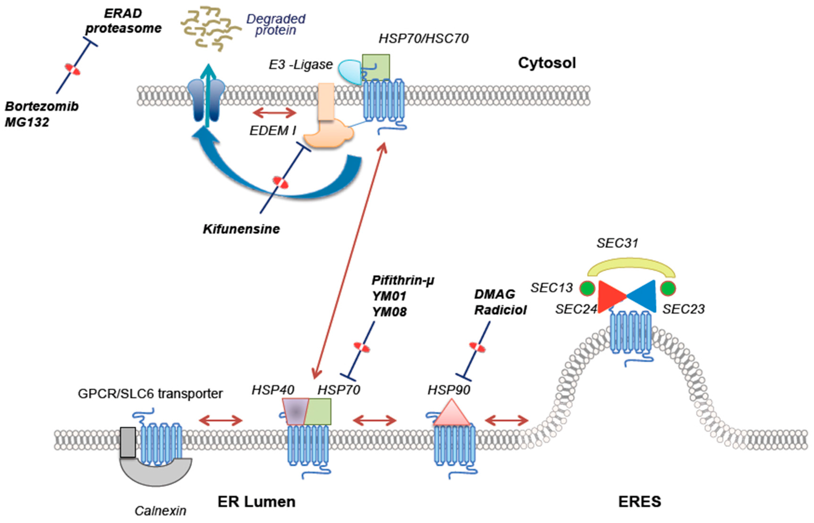 Ijms 18 02416 g003 Ijms 18 02416 g003