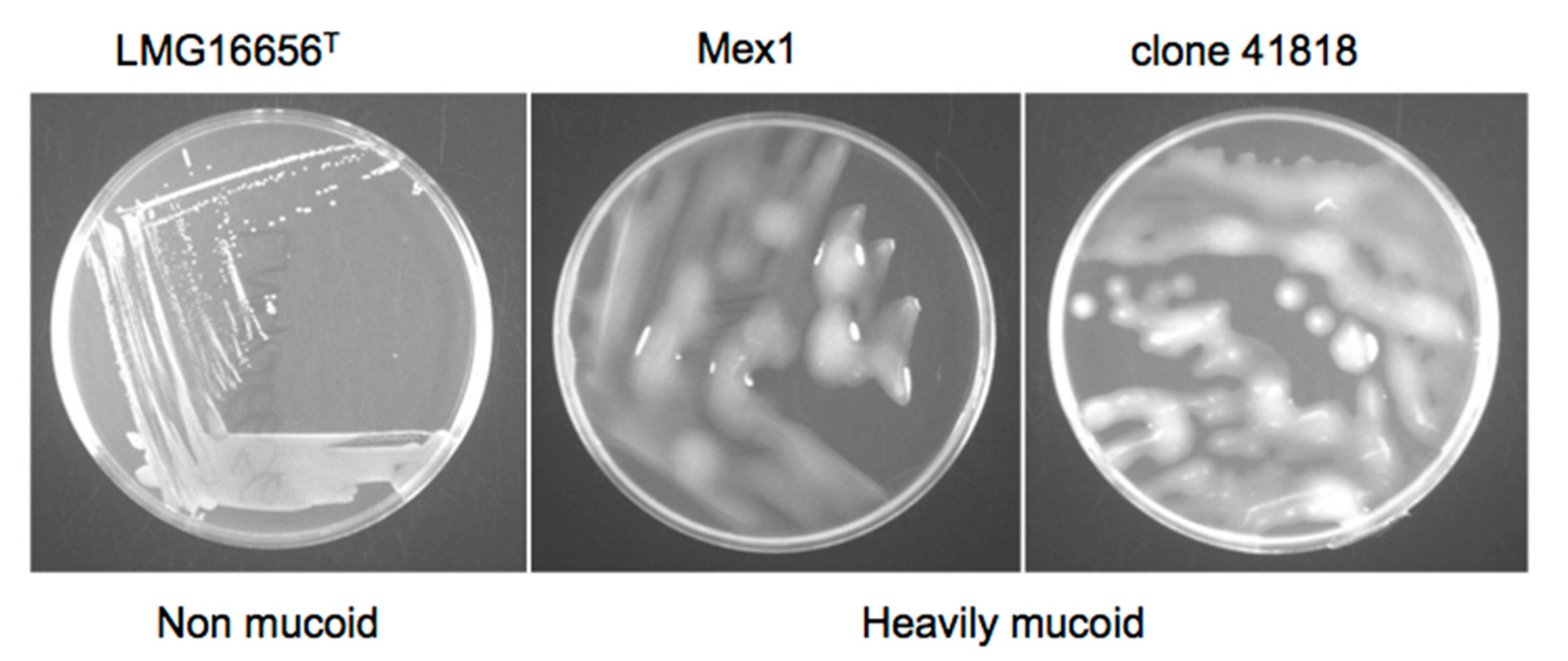 Ijms 18 02417 g005 Ijms 18 02417 g005