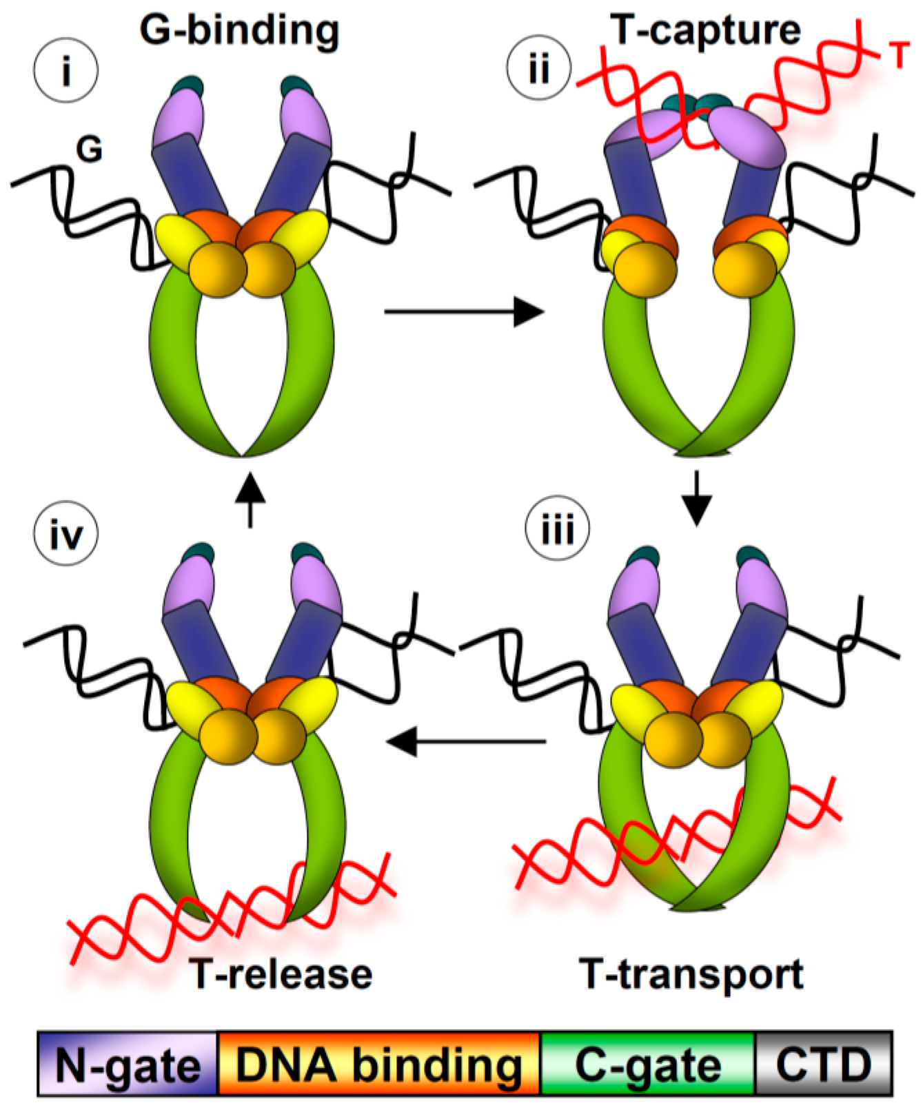 Ijms 18 02438 g001 Ijms 18 02438 g001