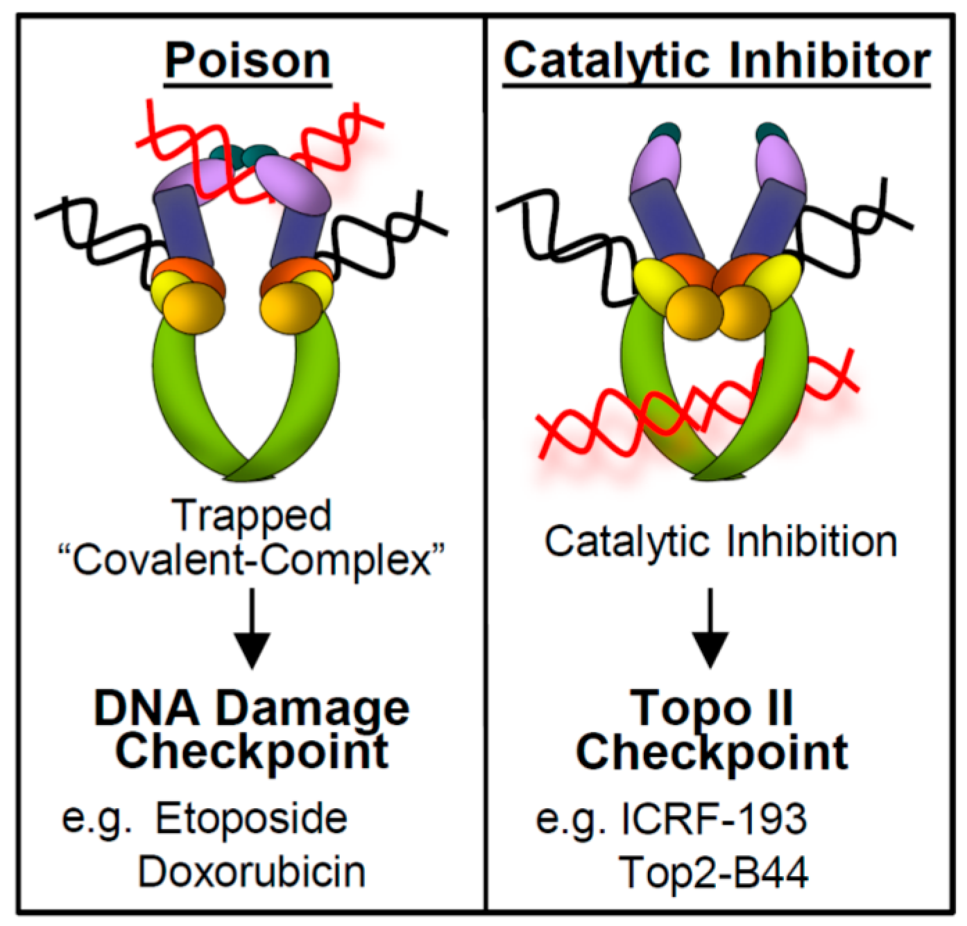 Ijms 18 02438 g003 Ijms 18 02438 g003