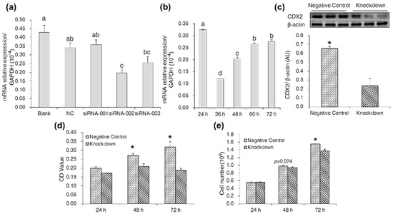 IJMS | Free Full-Text | CDX2 Stimulates the Proliferation of 