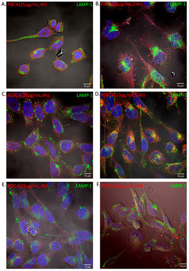 IJMS  Free Full-Text  Cytotoxicity of Poly(Alkyl Cyanoacrylate 