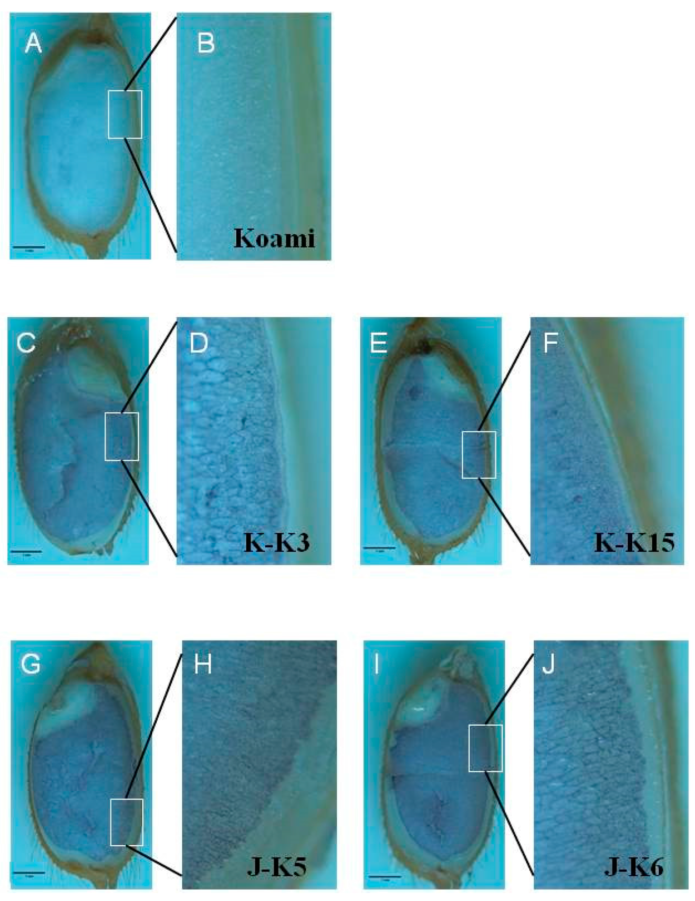 Ijms 18 02458 g004 Ijms 18 02458 g004